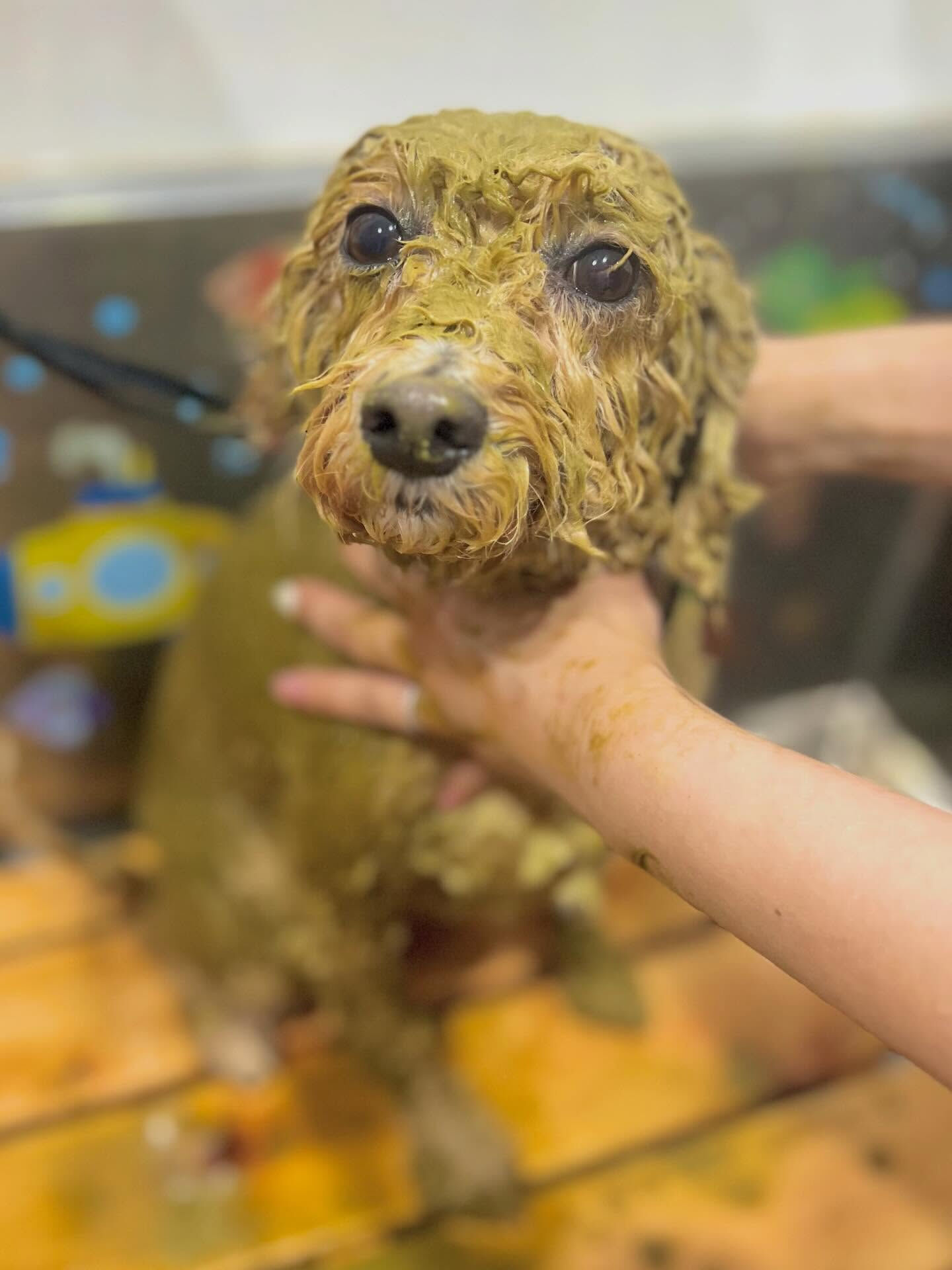 来店いただいたエマちゃんです🐶✨