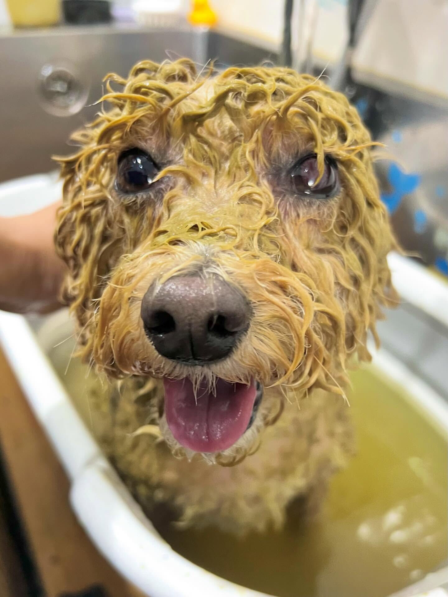 来店いただいたエマちゃんです🐶✨