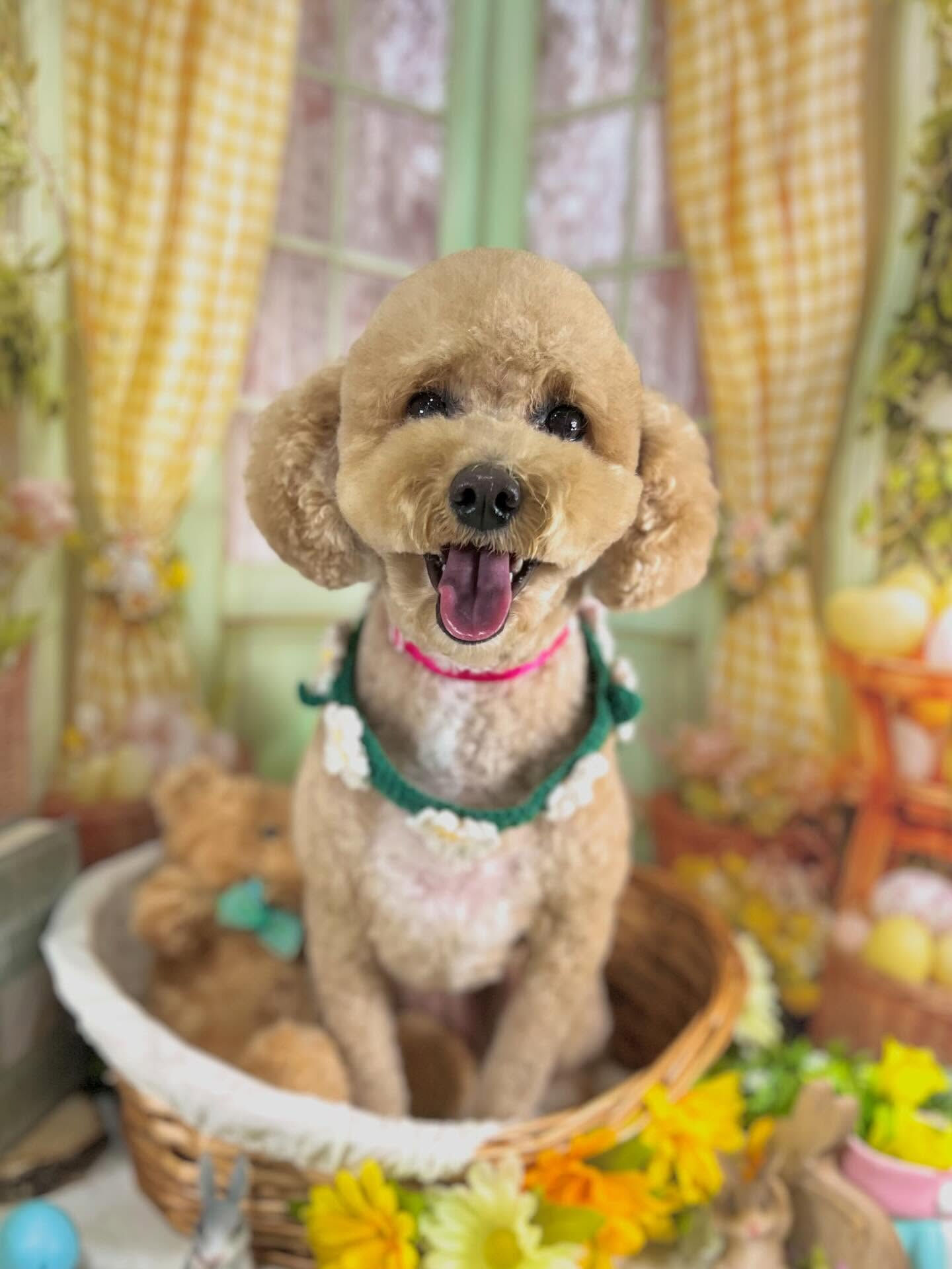 来店いただいたエマちゃんです🐶✨