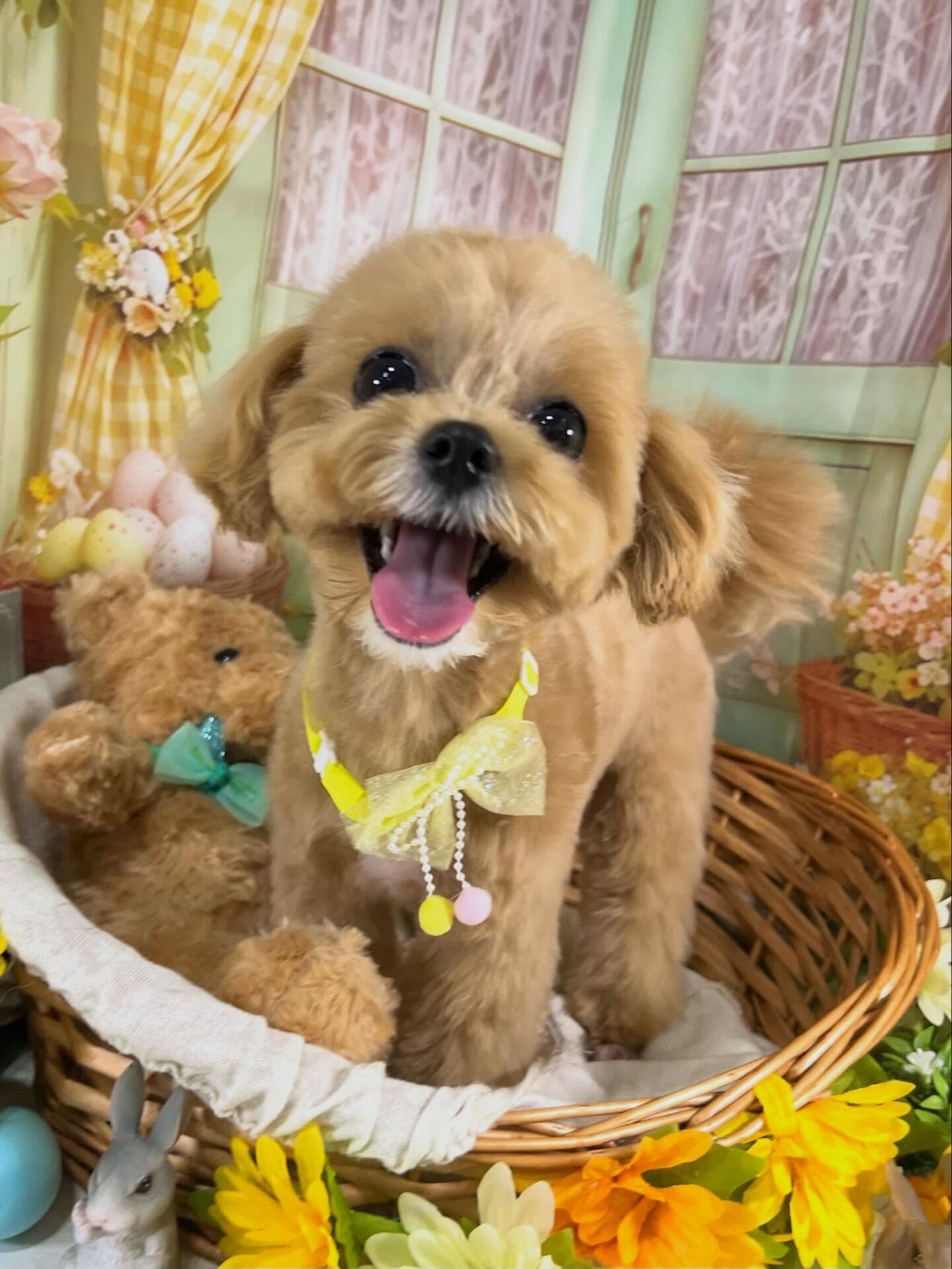 来店いただいたまるちゃんです🐶✨