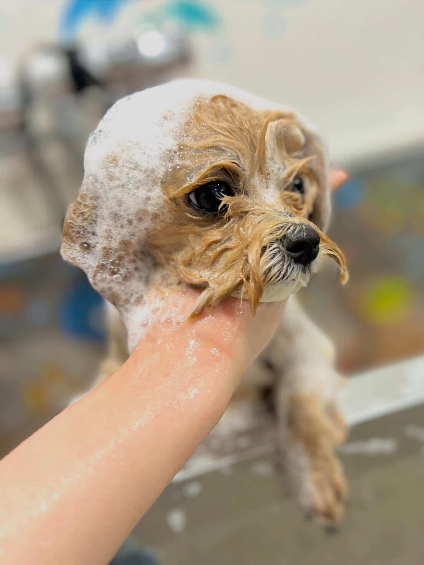 来店いただいたまるちゃんです🐶✨
