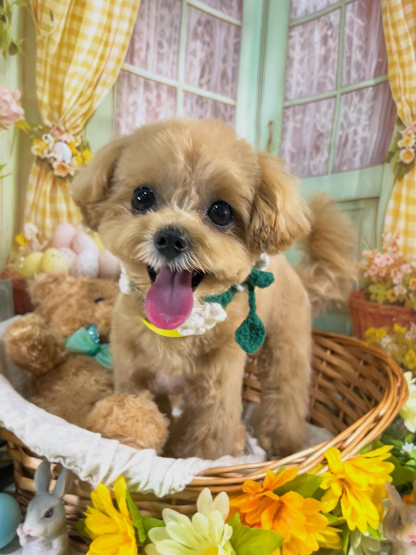 来店いただいたまるちゃんです🐶✨