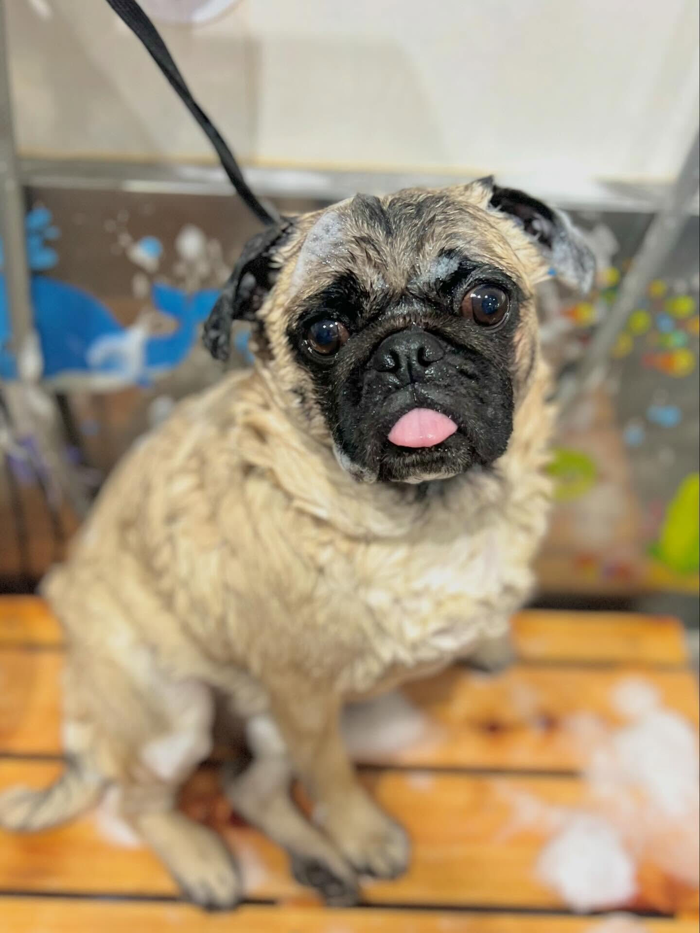 来店いただいたブッチャーくんです🐶✨
