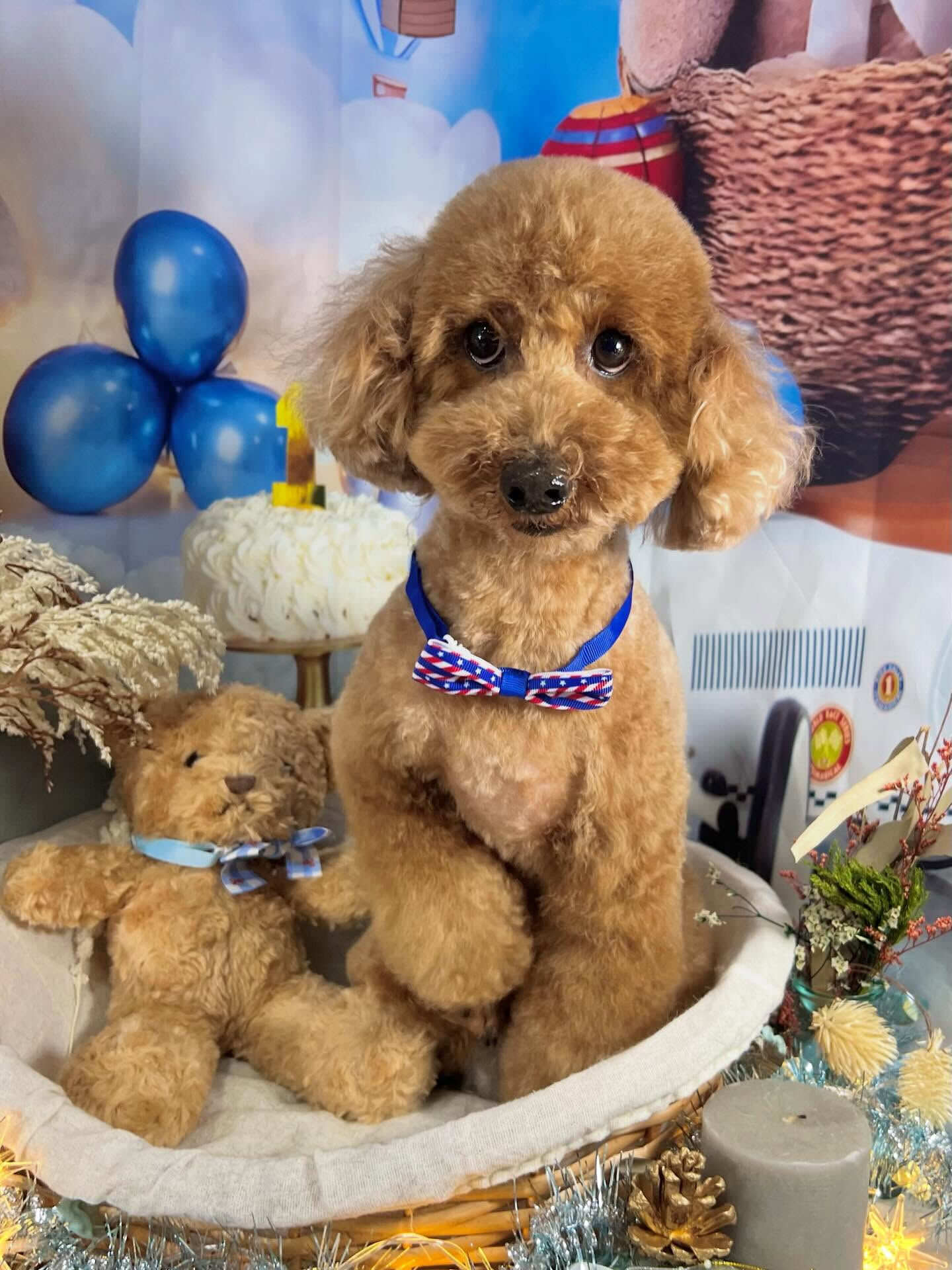 来店いただいたもこくんです🐶✨