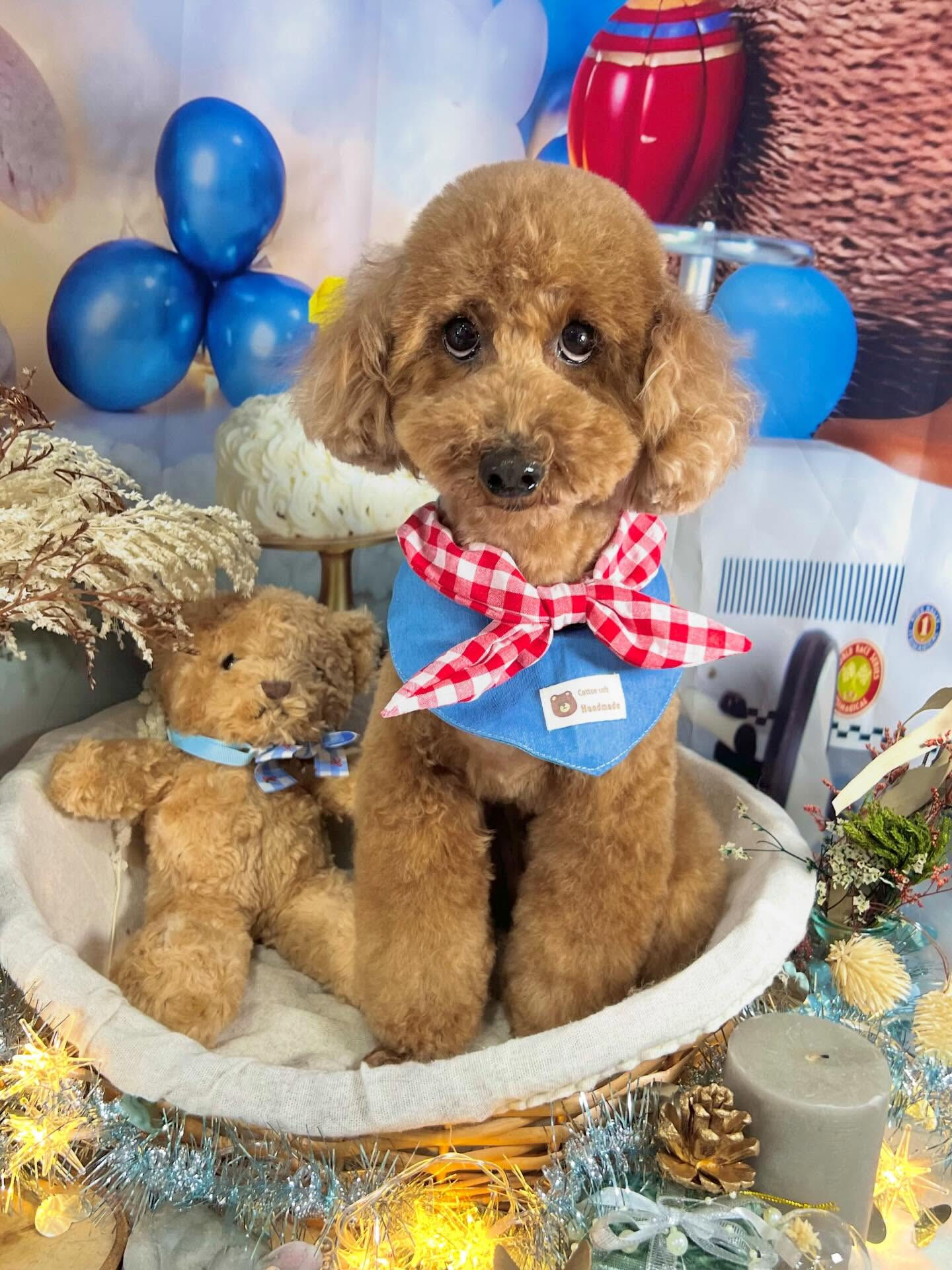 来店いただいたもこくんです🐶✨