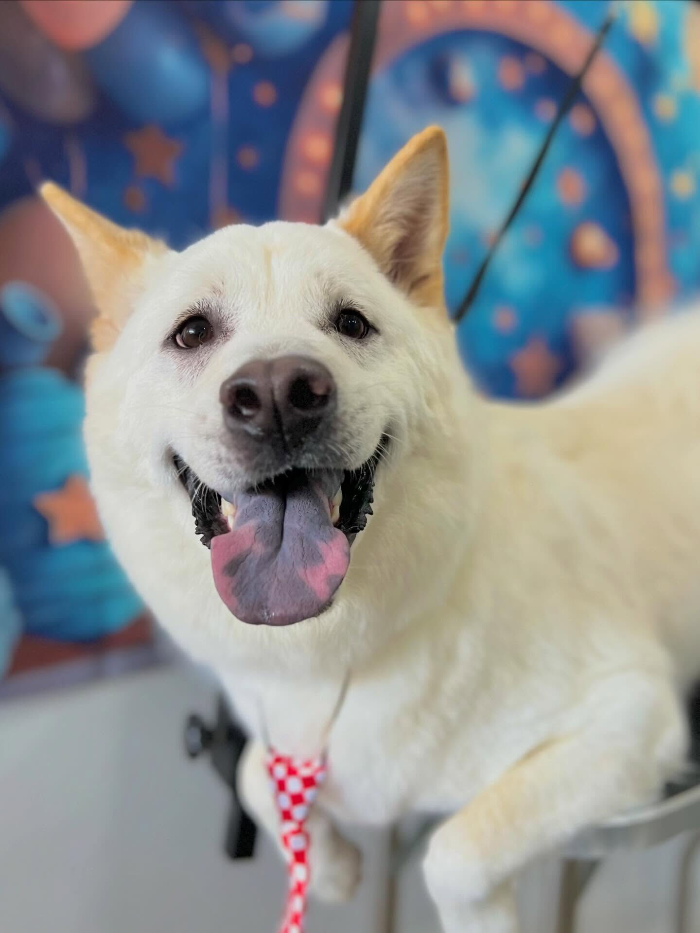 来店いただいたしんべえくんです🐶✨