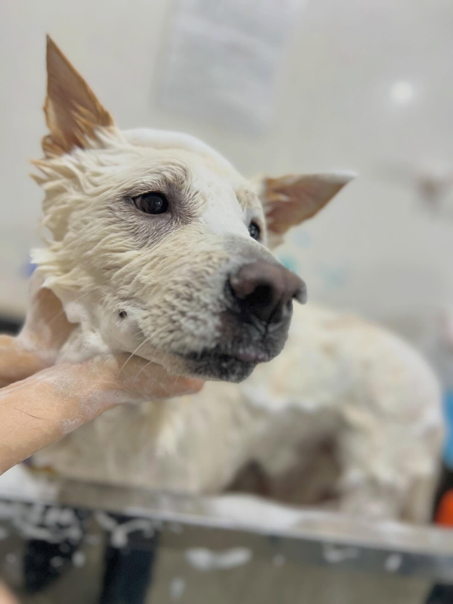 来店いただいたしんべえくんです🐶✨