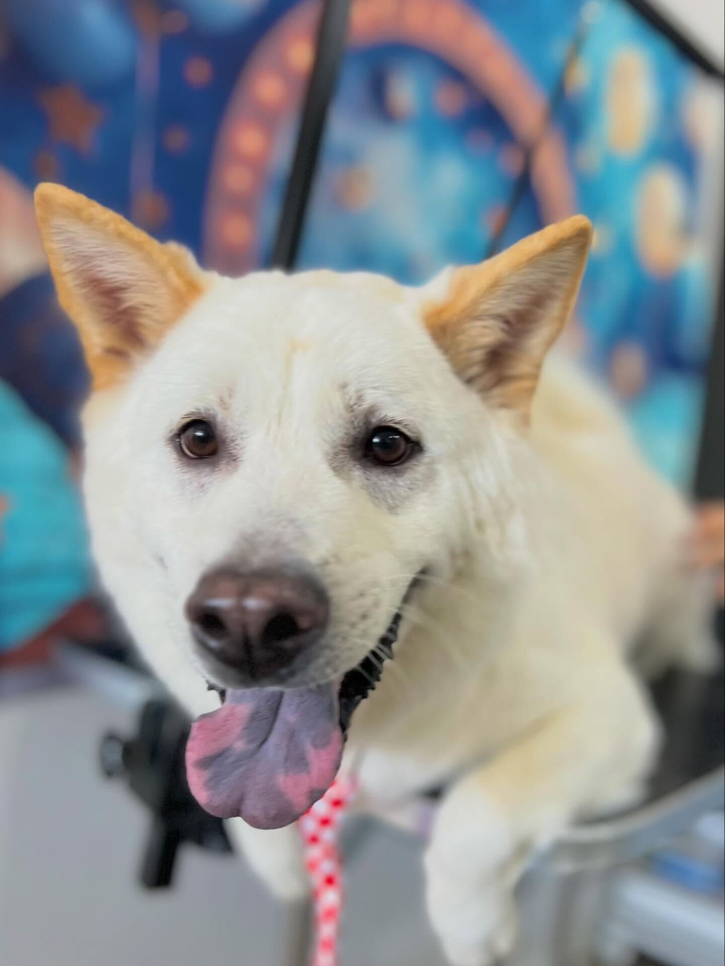 来店いただいたしんべえくんです🐶✨