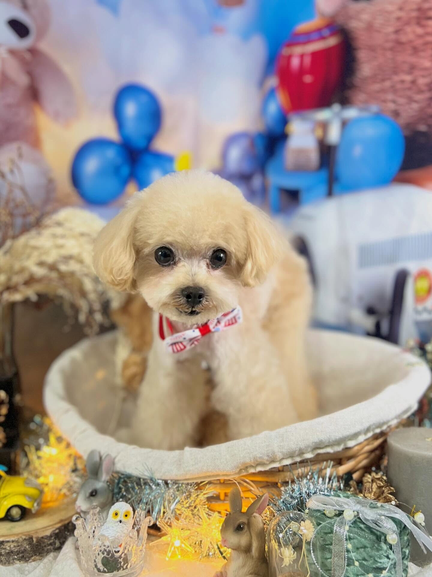 来店いただいたソイくんです🐶✨