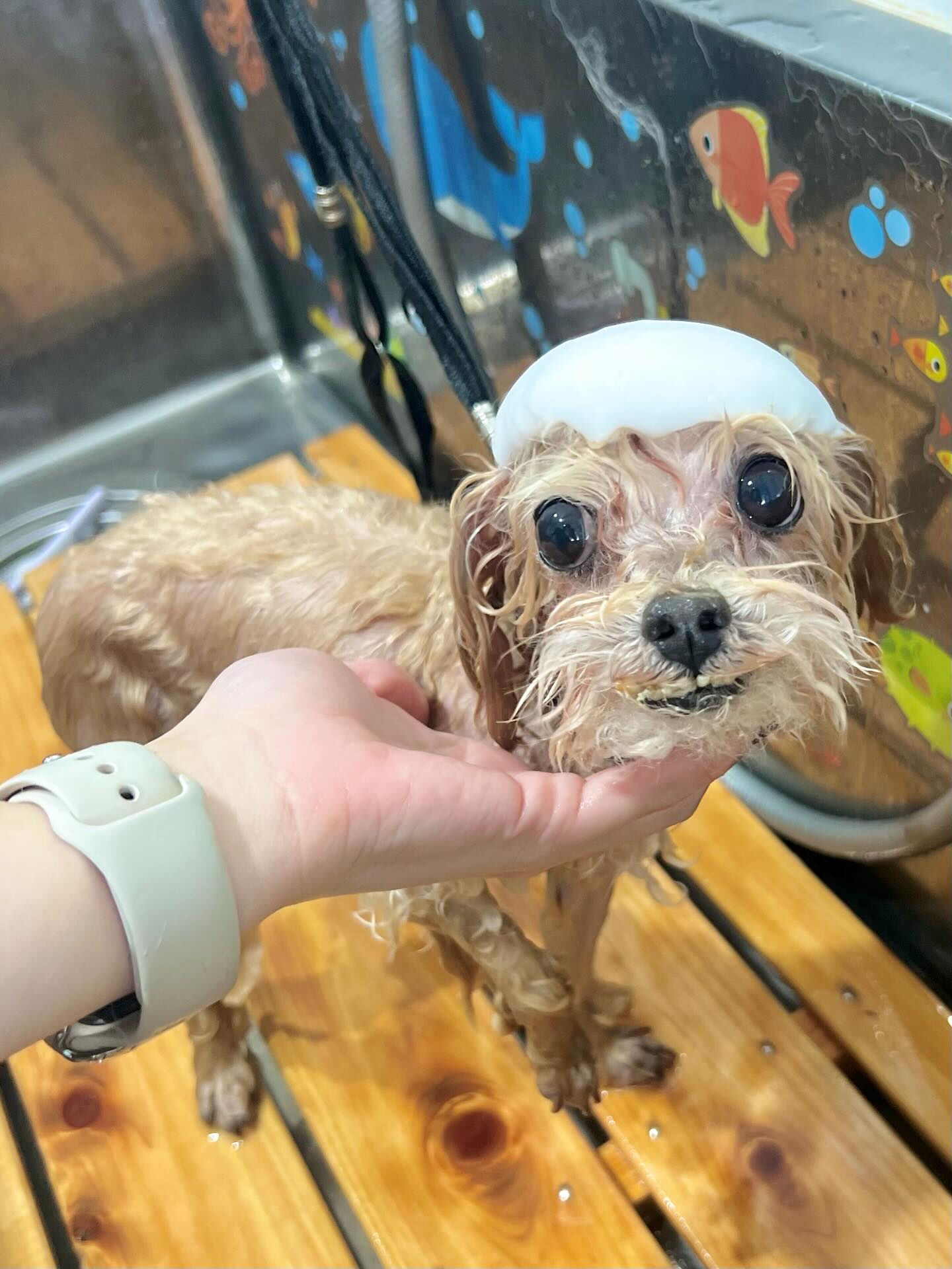 来店いただいたソイくんです🐶✨