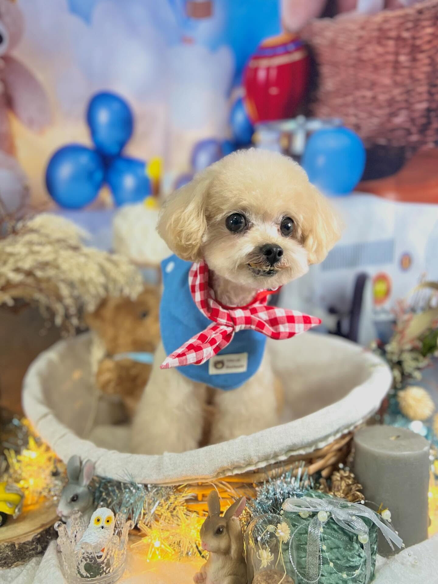 来店いただいたソイくんです🐶✨