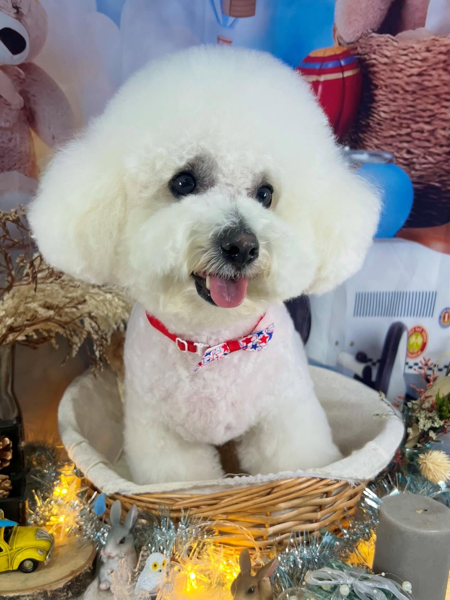 来店いただいたアムロくんです🐶✨