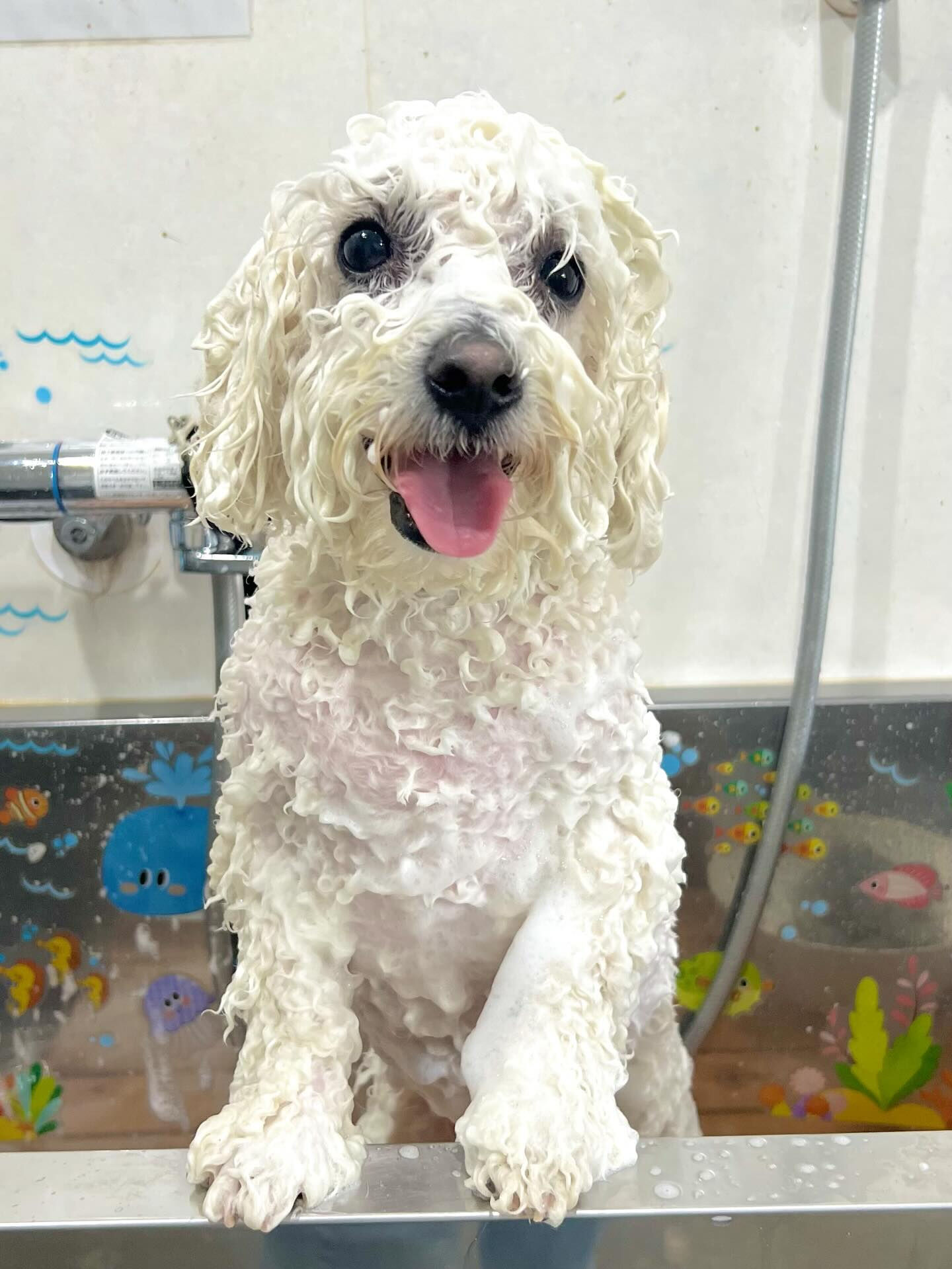 来店いただいたアムロくんです🐶✨