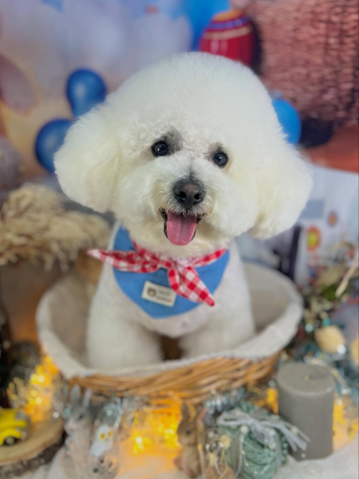 来店いただいたアムロくんです🐶✨