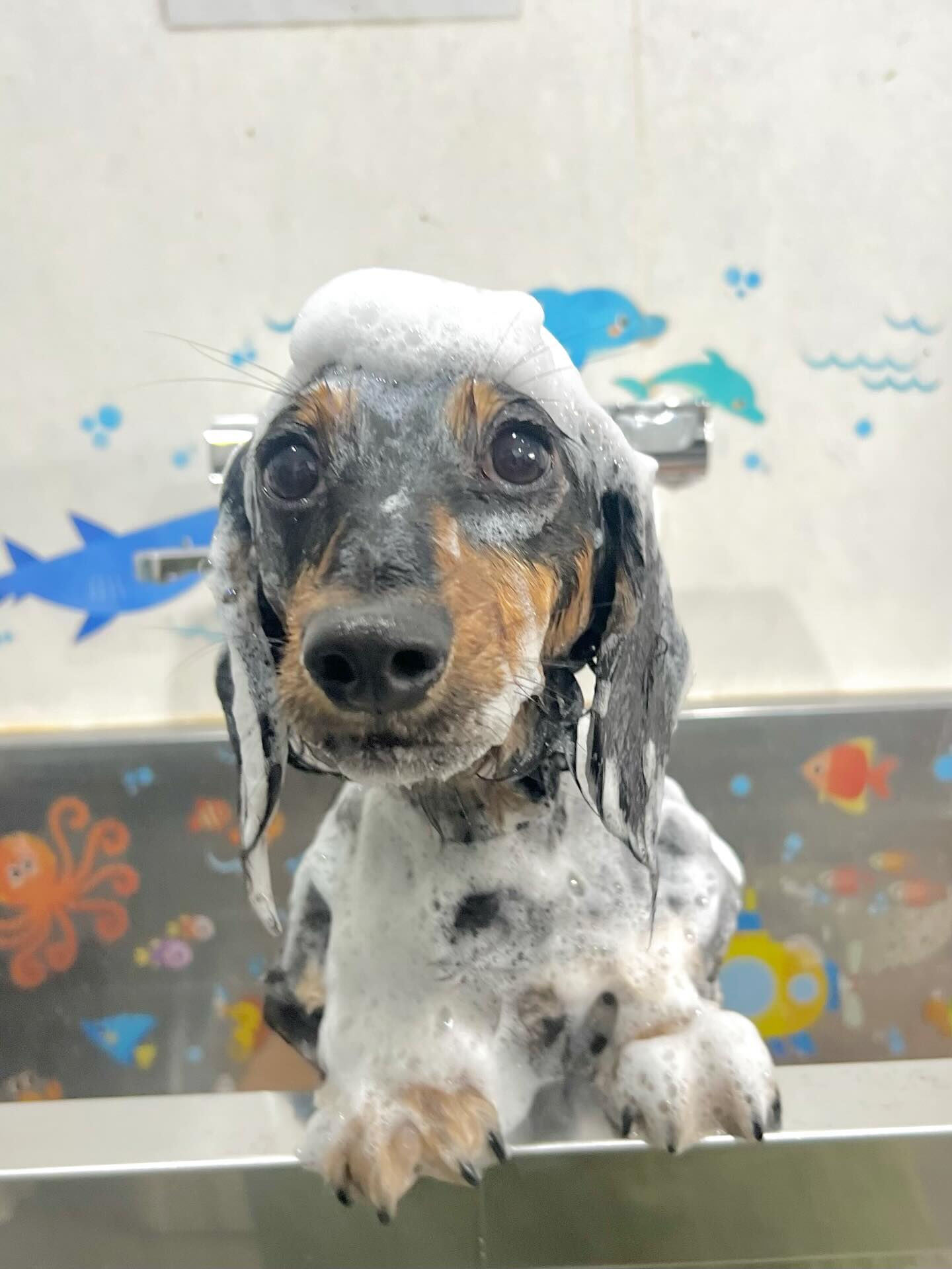 来店いただいたこめっとくんです🐶✨
