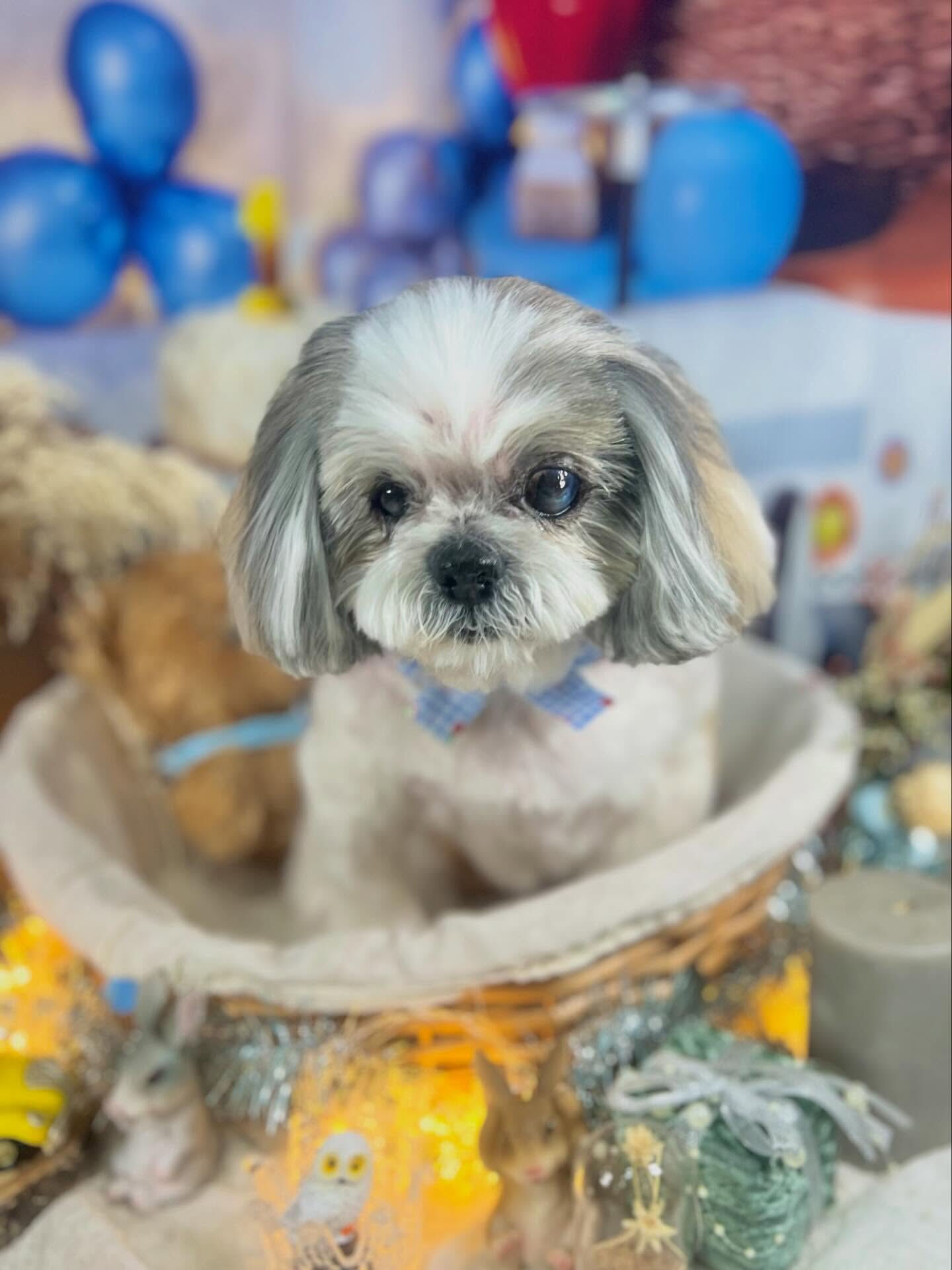 来店いただいたココアちゃんです🐶✨
