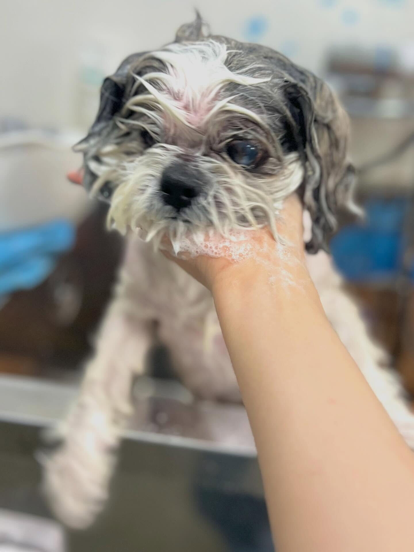来店いただいたココアちゃんです🐶✨