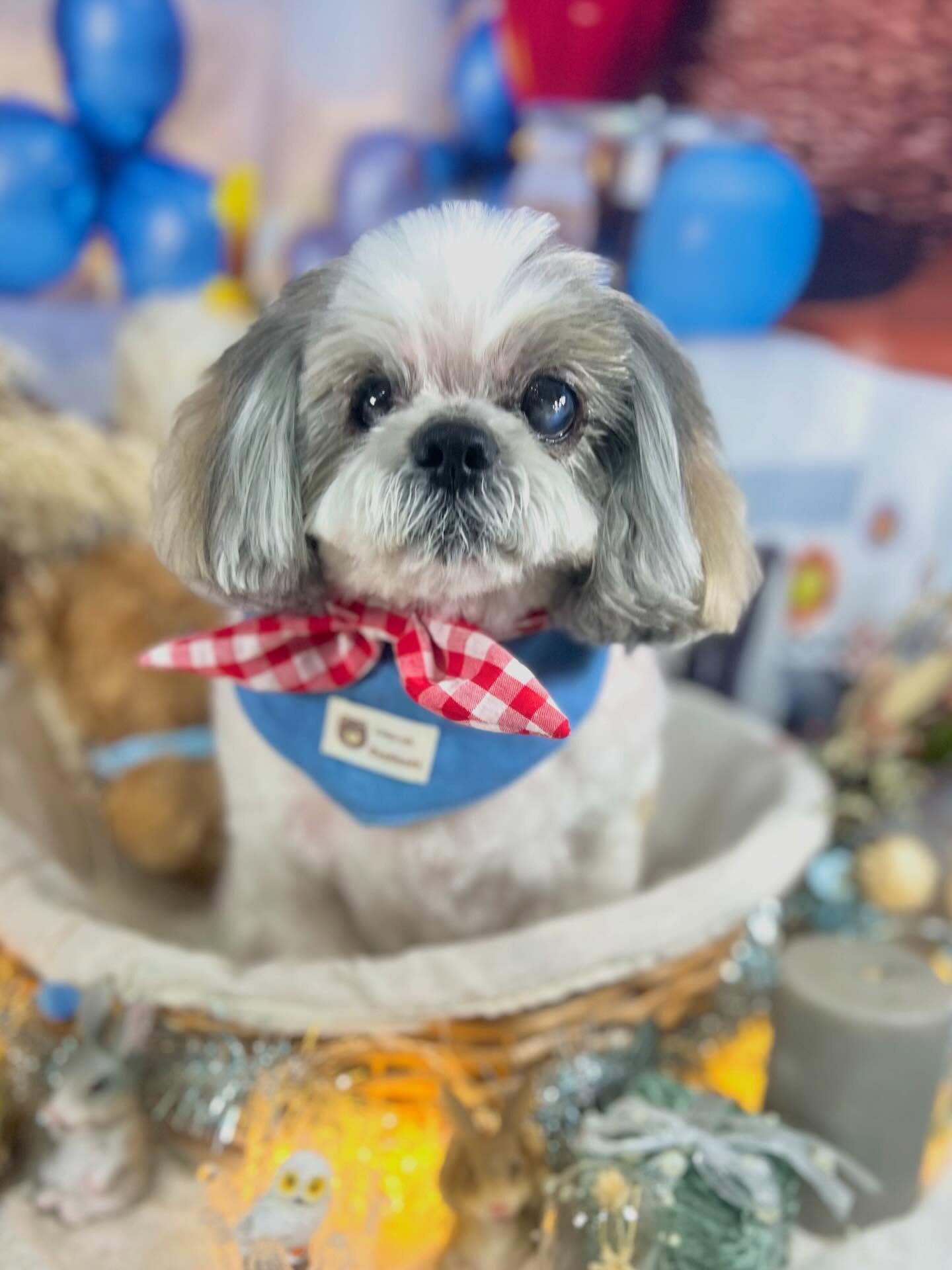 来店いただいたココアちゃんです🐶✨