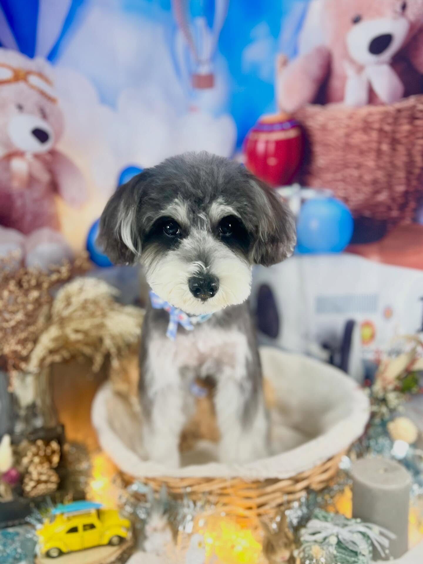 来店いただいたよつ葉ちゃんです🐶✨