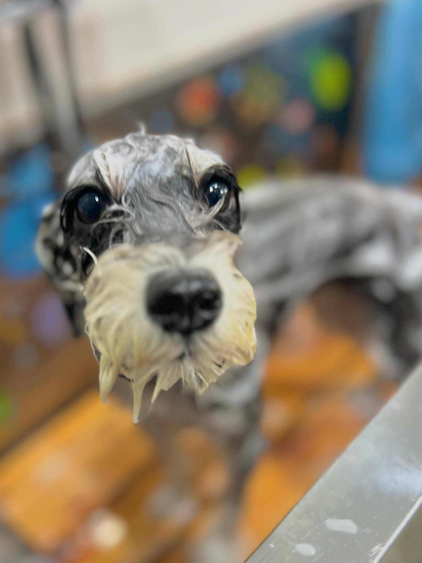 来店いただいたよつ葉ちゃんです🐶✨