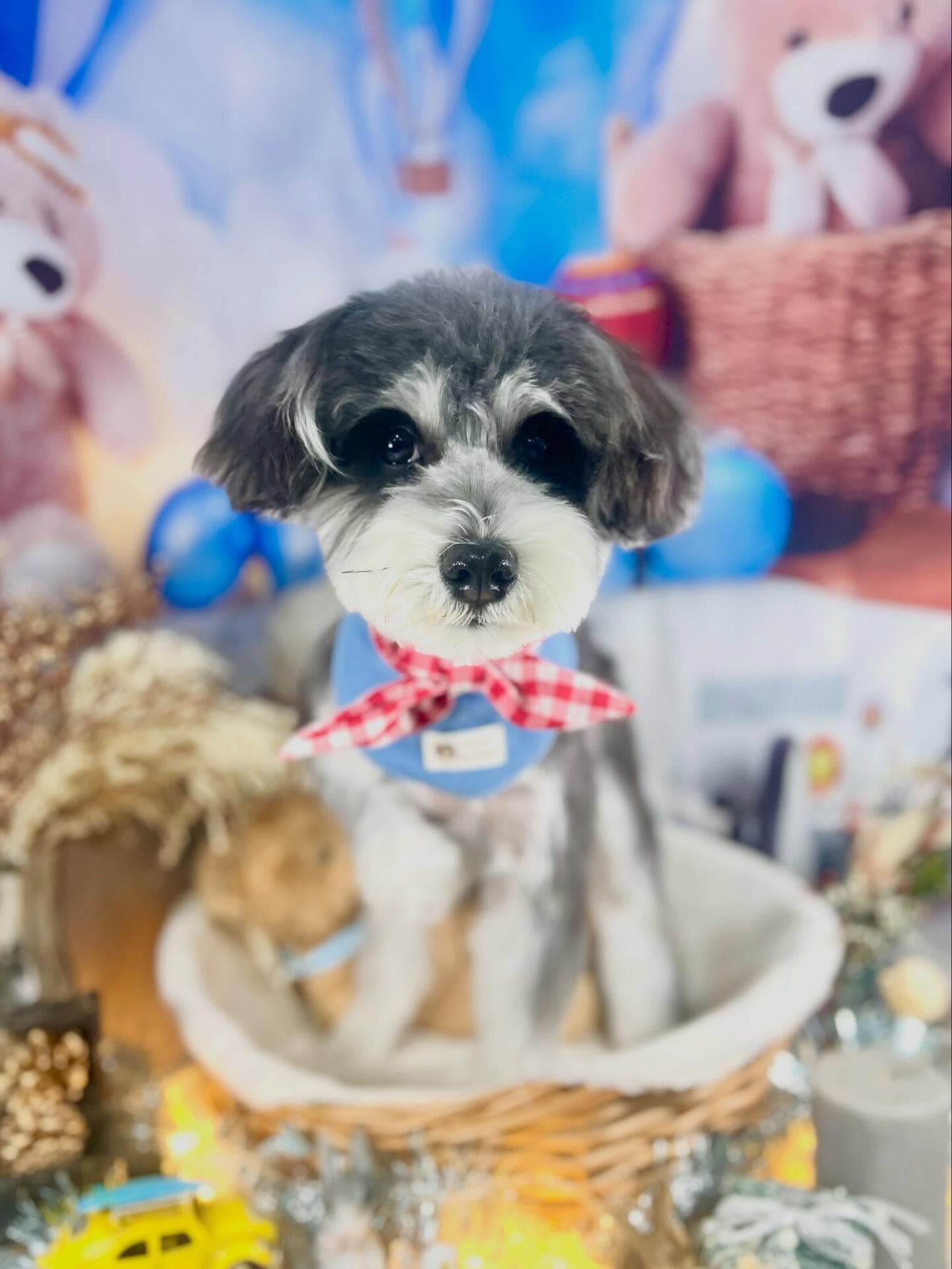 来店いただいたよつ葉ちゃんです🐶✨