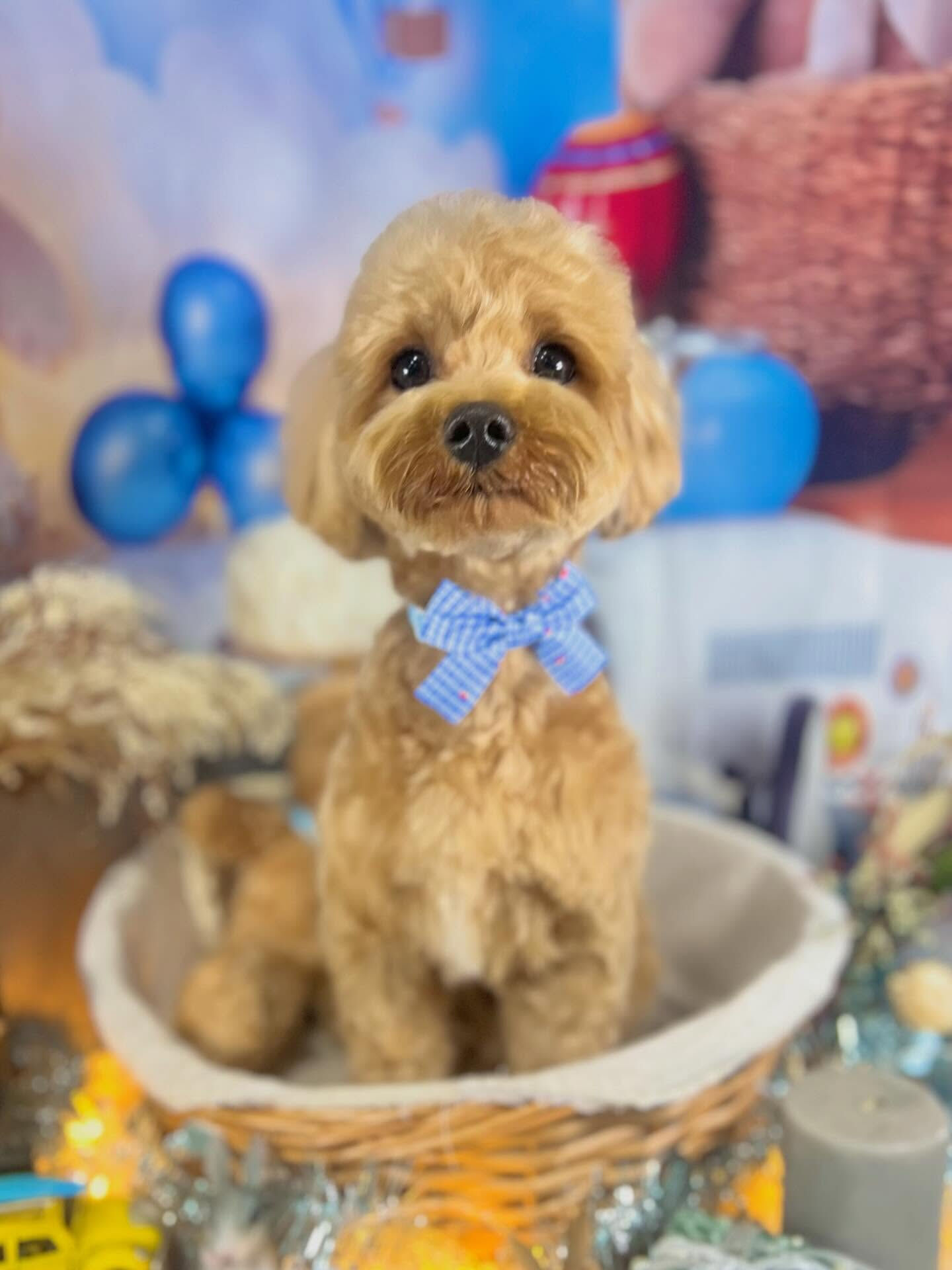 来店いただいた茶々丸くんです🐶✨
