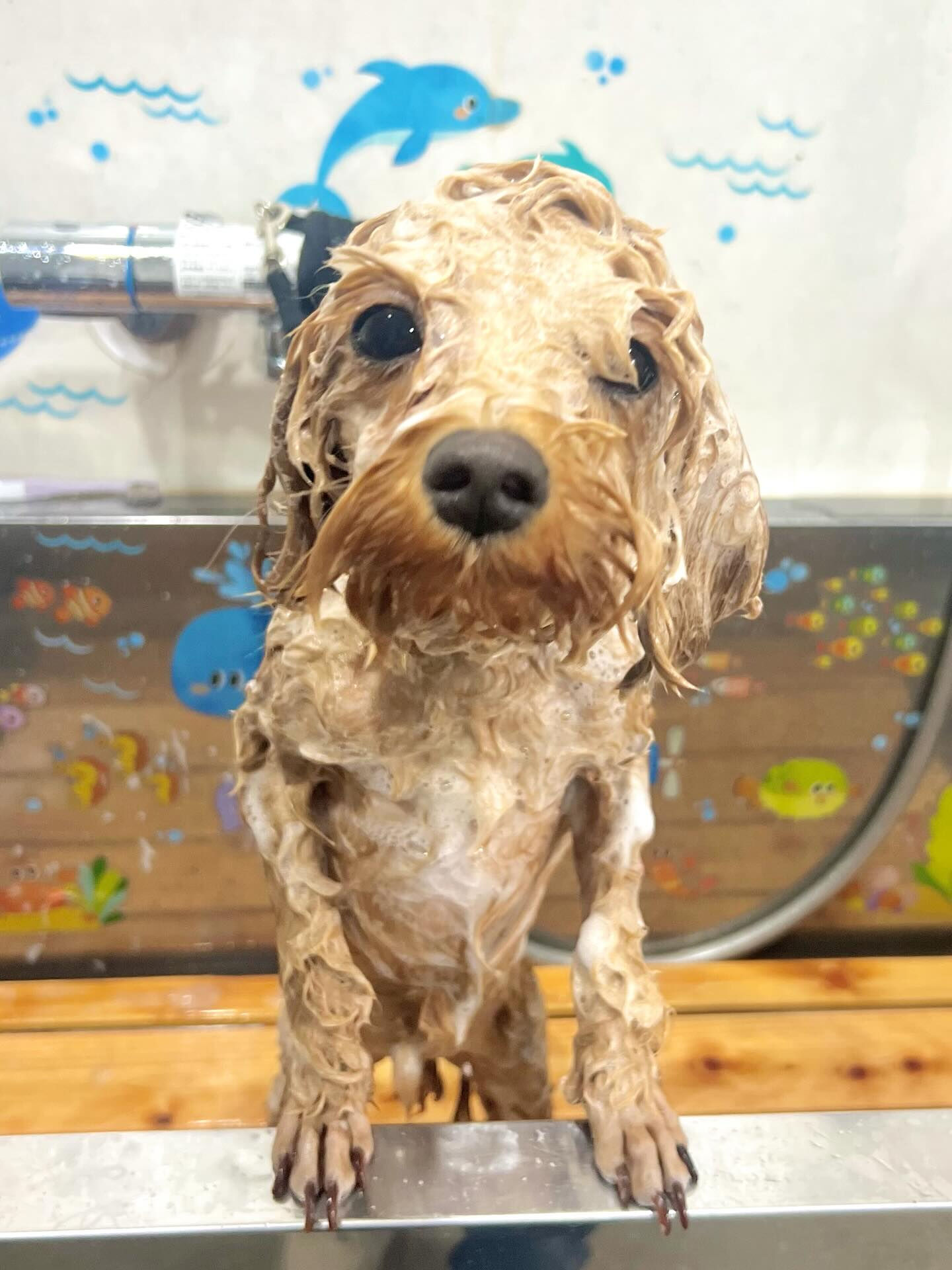 来店いただいた茶々丸くんです🐶✨