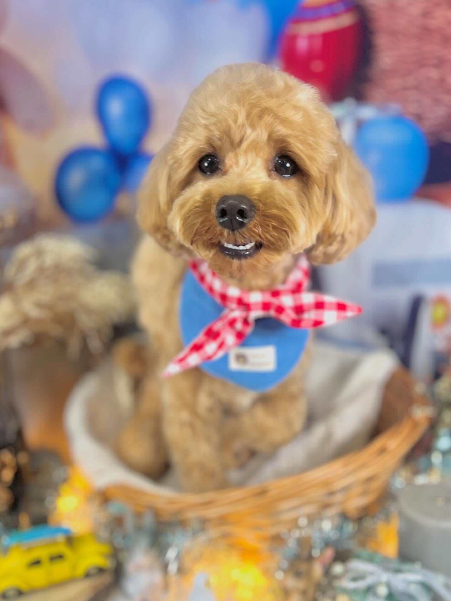来店いただいた茶々丸くんです🐶✨