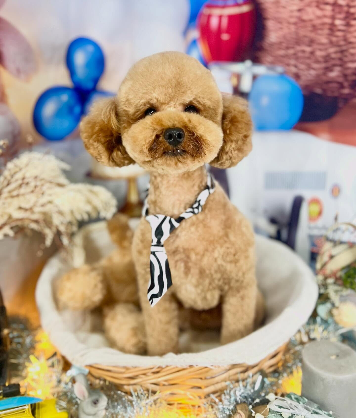 来店いただいたまろんくんです🐶✨