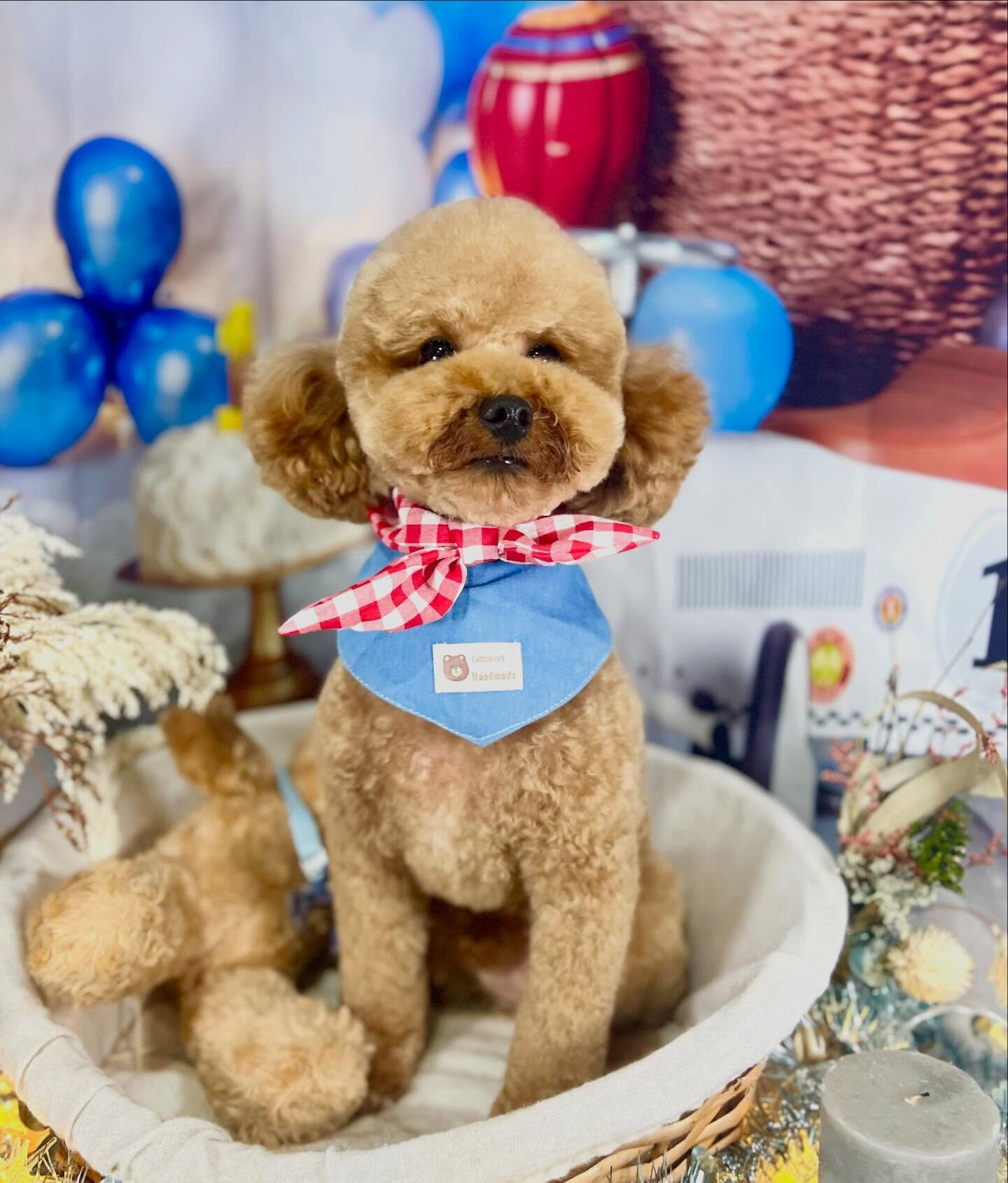 来店いただいたまろんくんです🐶✨