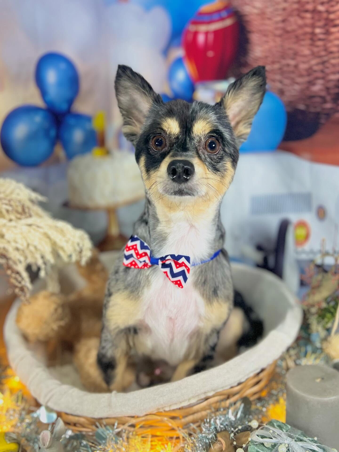 来店いただいたレオくんです🐶✨