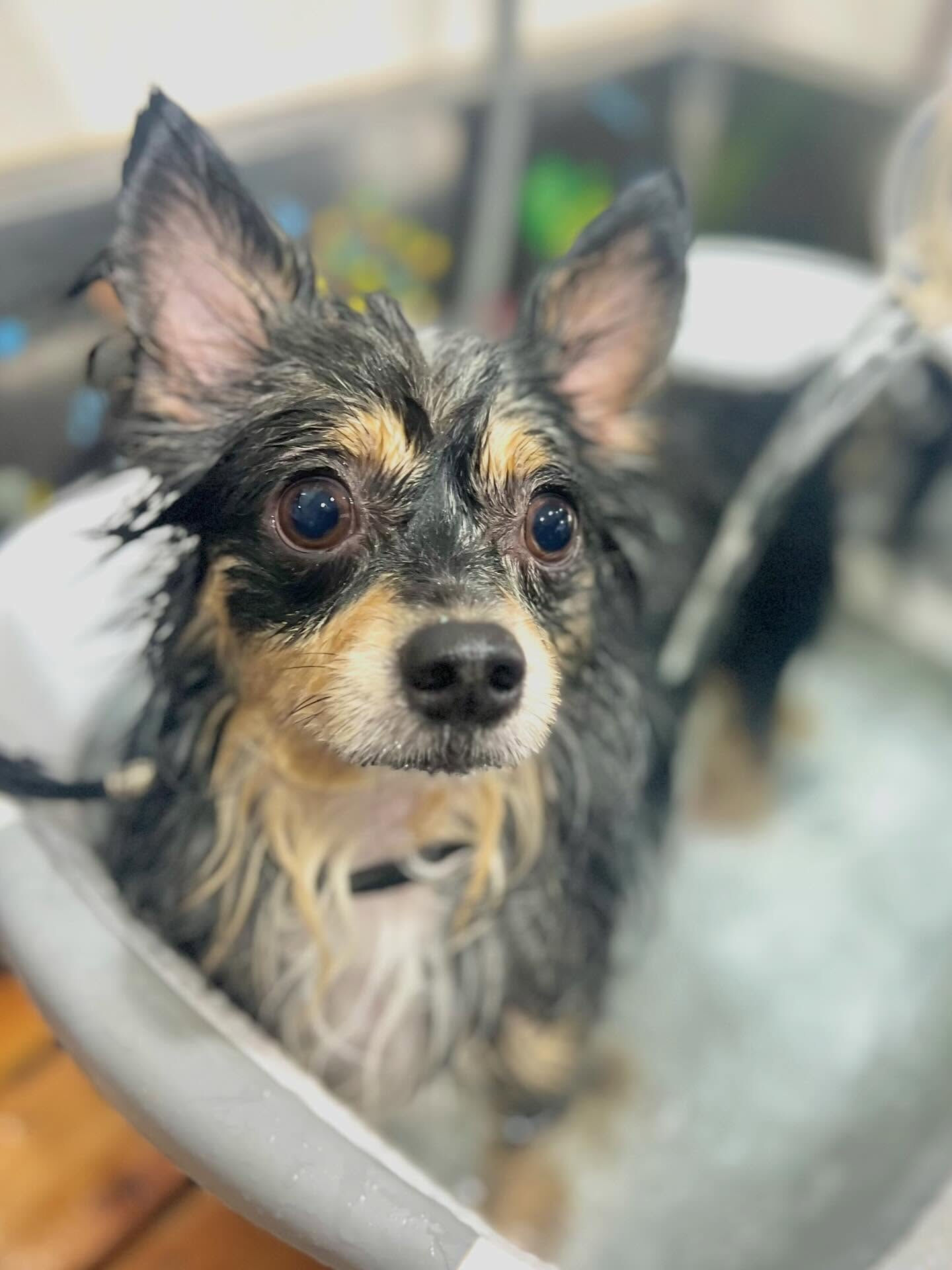 来店いただいたレオくんです🐶✨