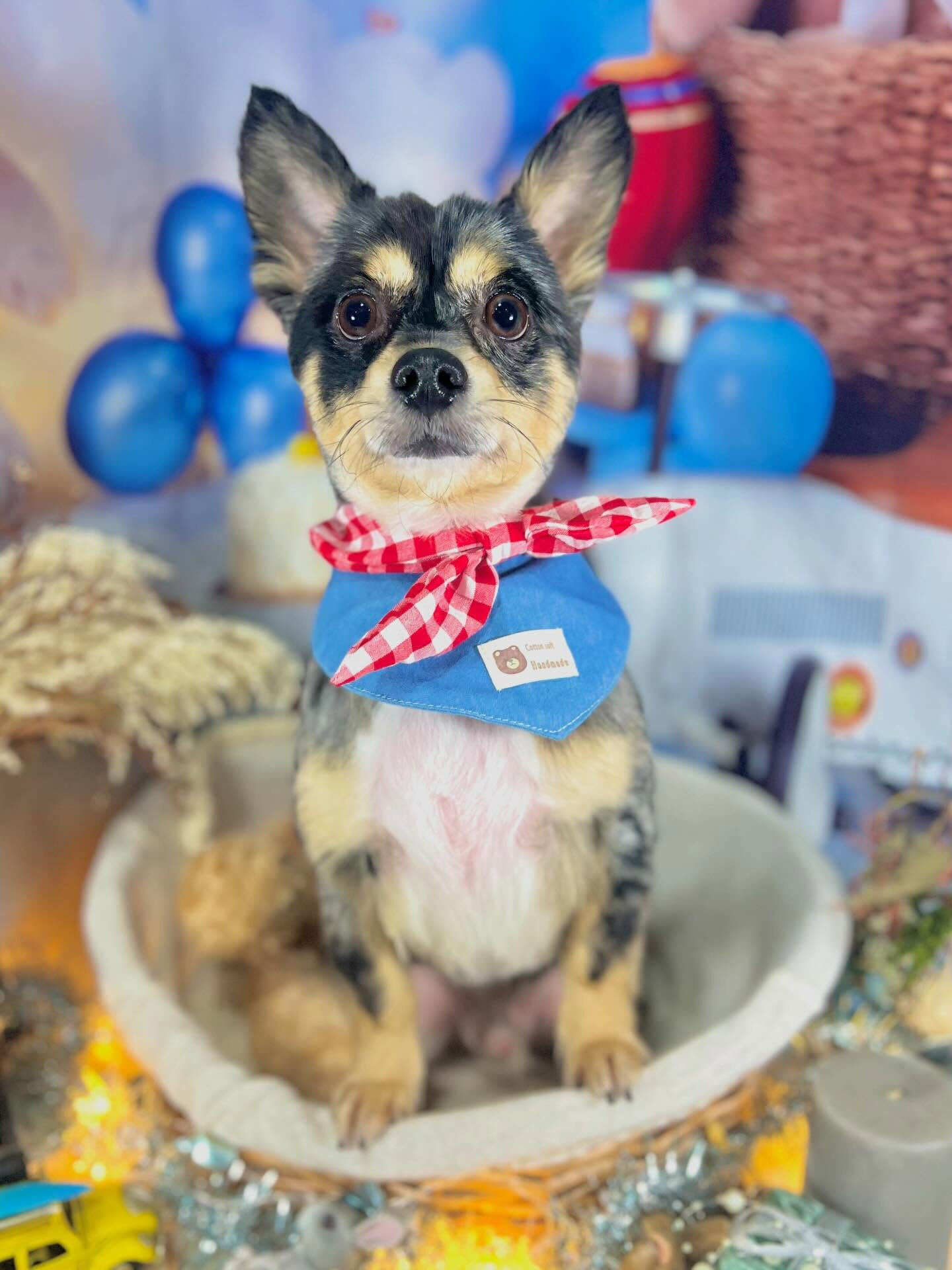 来店いただいたレオくんです🐶✨