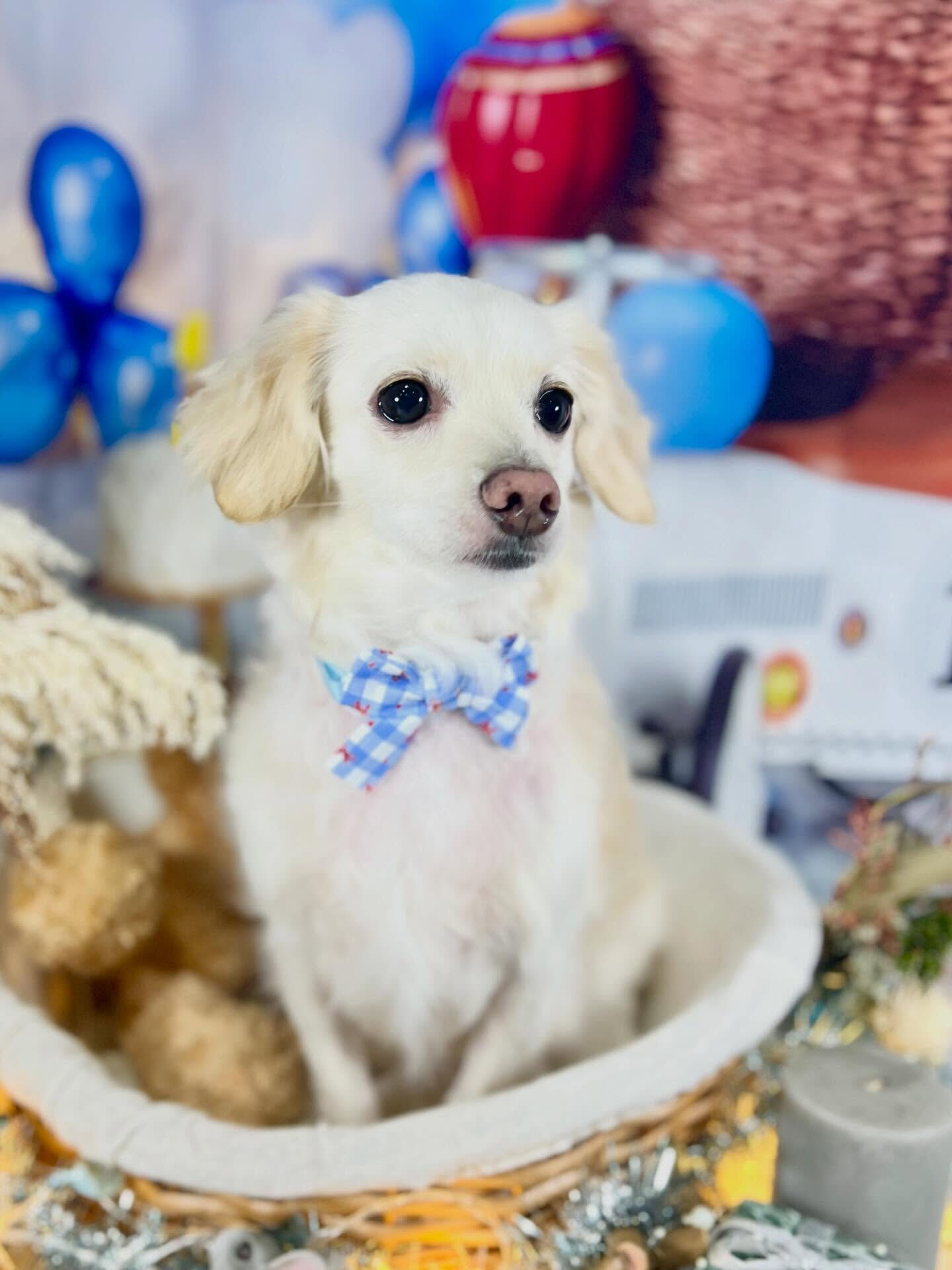 来店いただいたえむちゃんです🐶✨