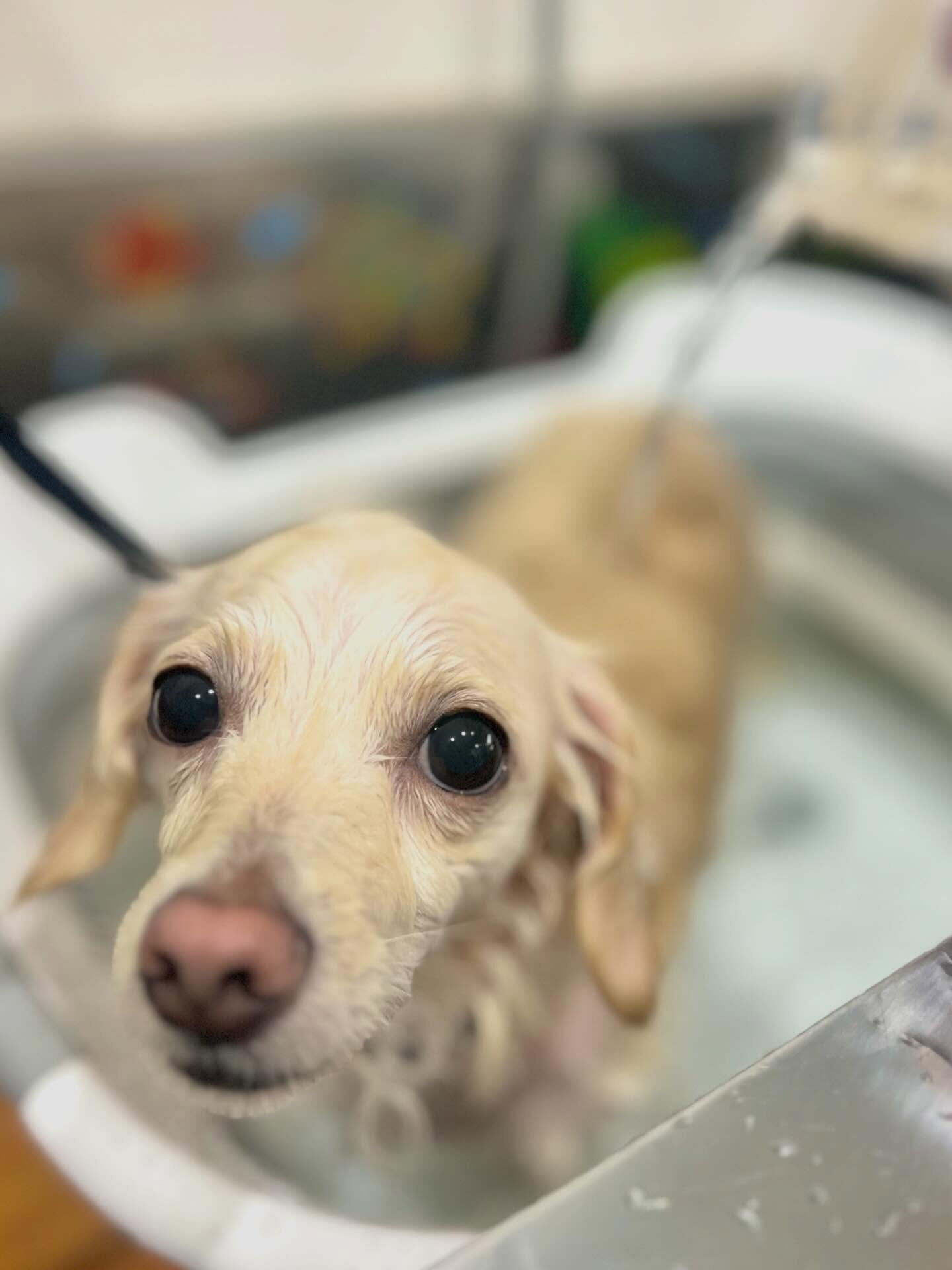 来店いただいたえむちゃんです🐶✨