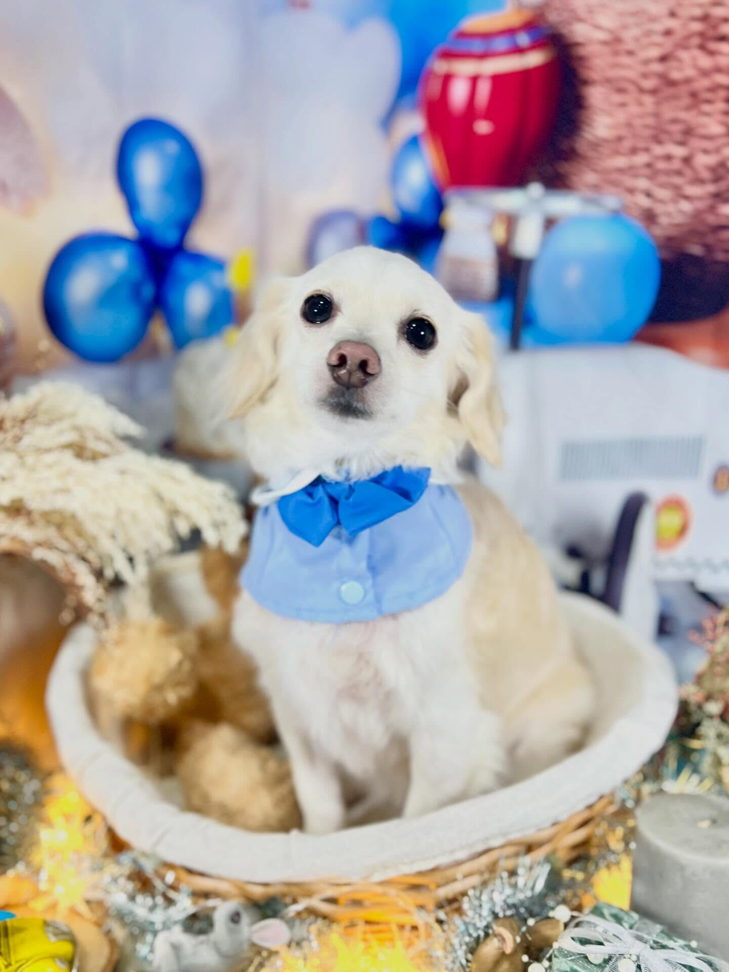 来店いただいたえむちゃんです🐶✨