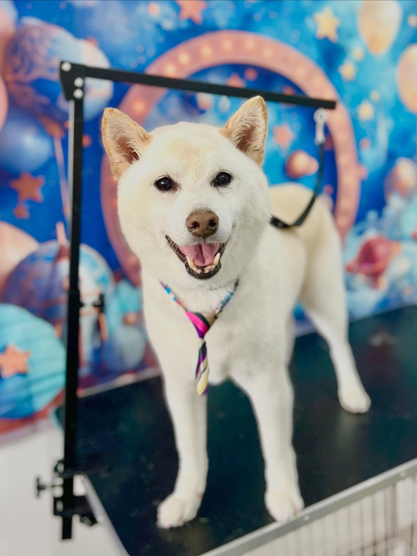 来店いただいたミントくんです🐶✨