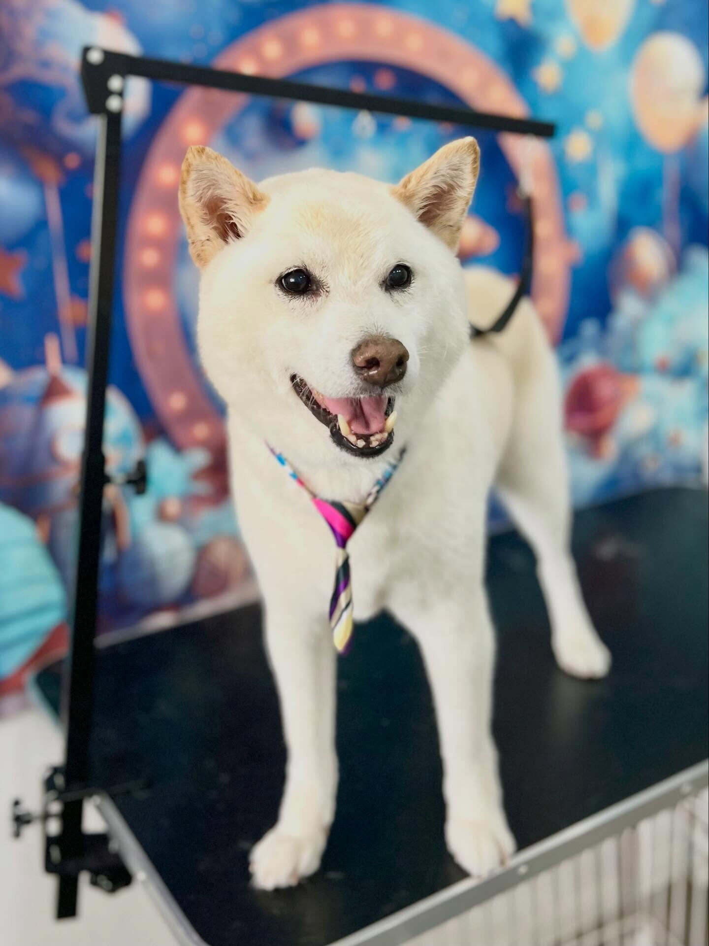 来店いただいたミントくんです🐶✨