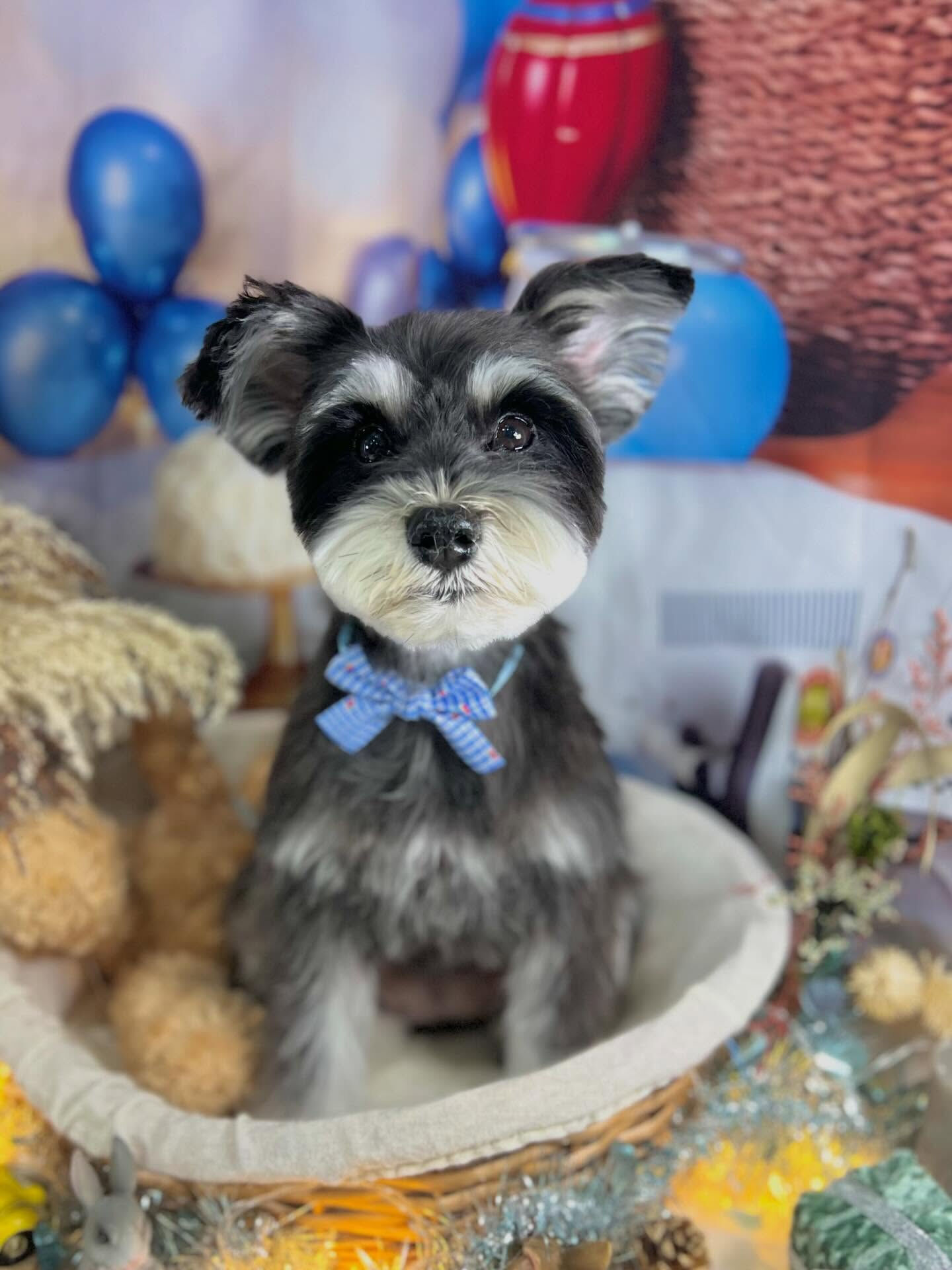 来店いただいたノアちゃんです🐶✨