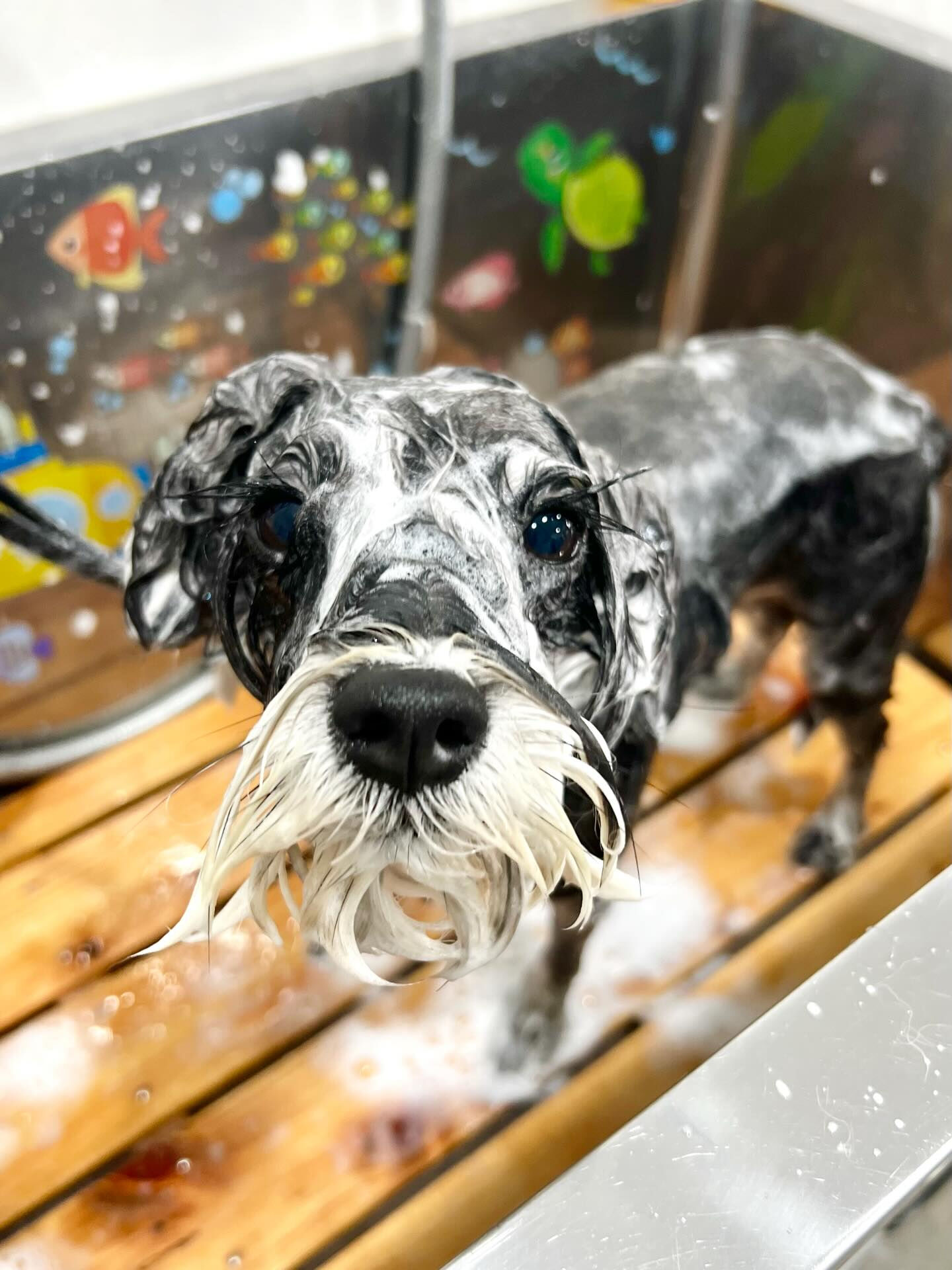 来店いただいたノアちゃんです🐶✨