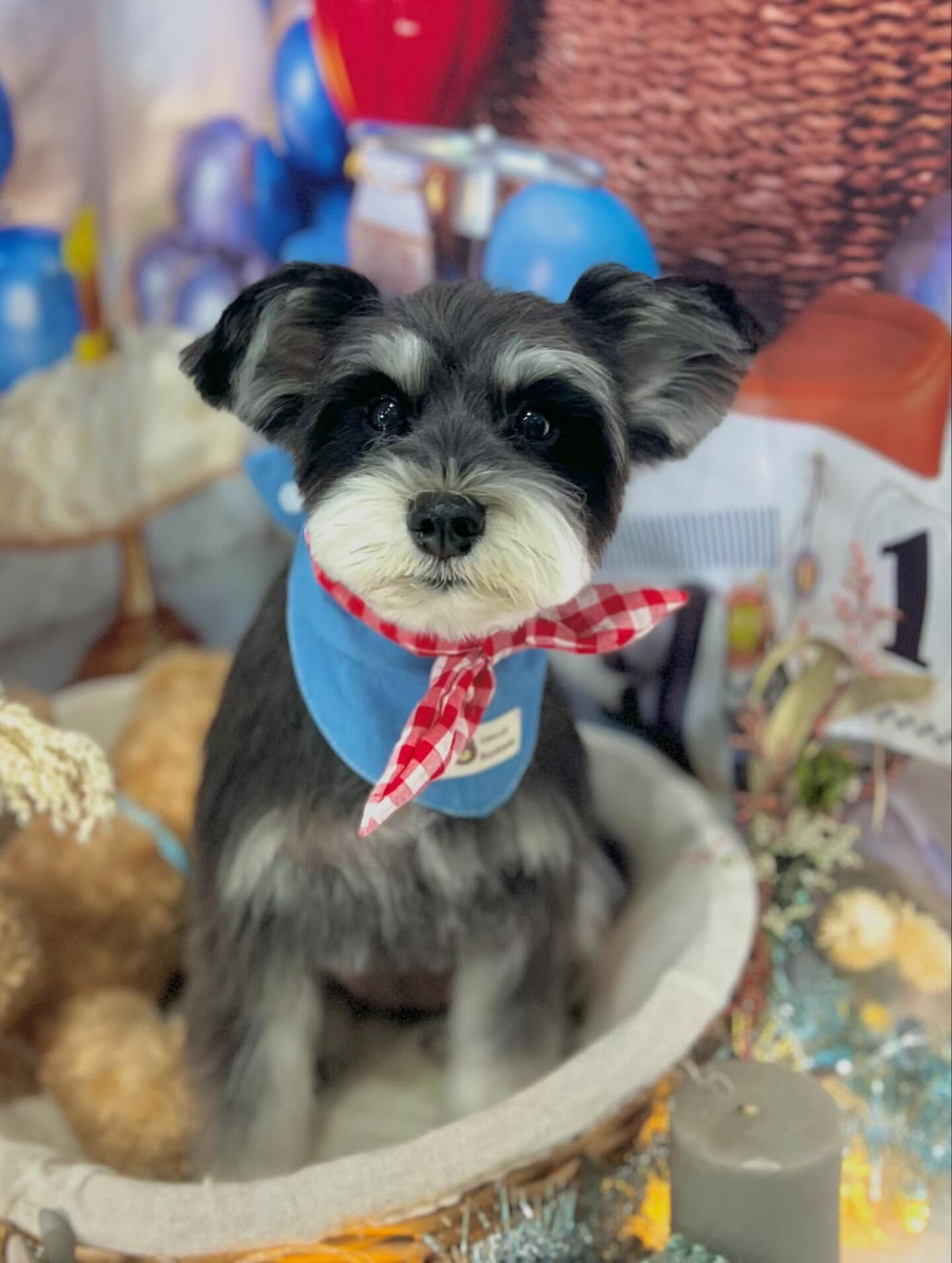 来店いただいたノアちゃんです🐶✨