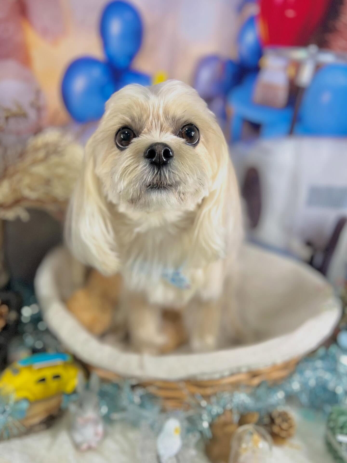 来店いただいた桃花ちゃんです🐶✨