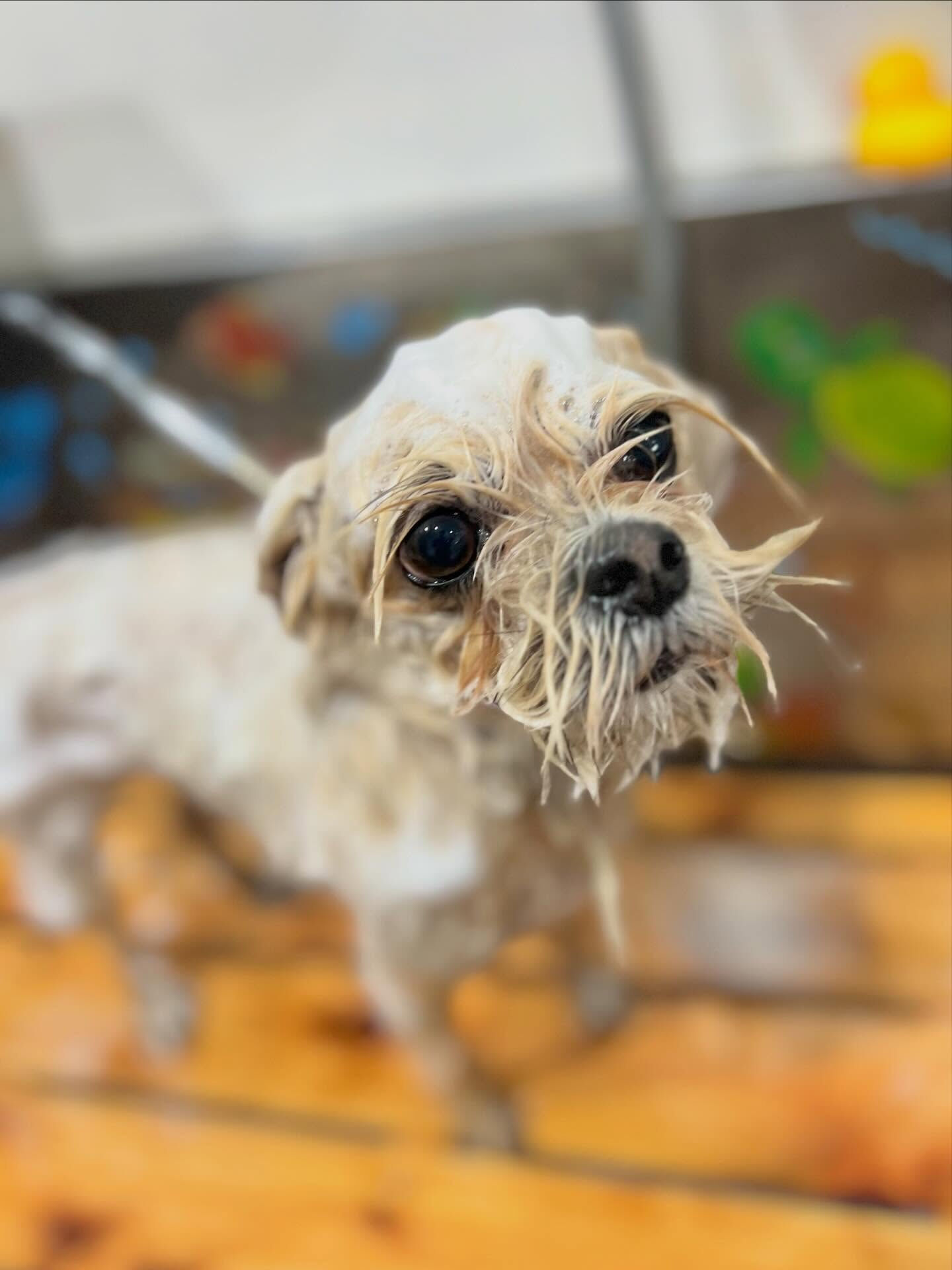 来店いただいた桃花ちゃんです🐶✨