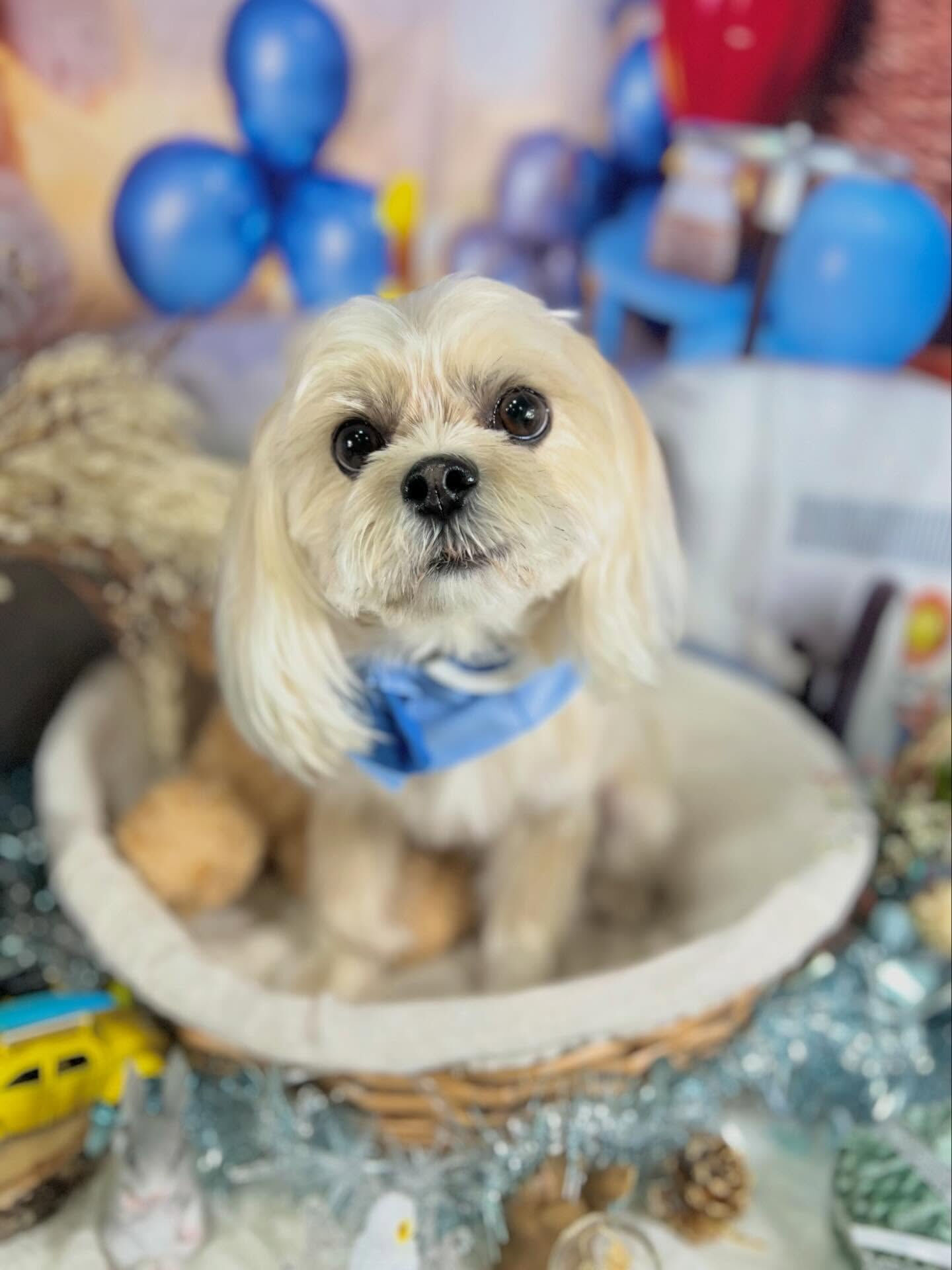 来店いただいた桃花ちゃんです🐶✨