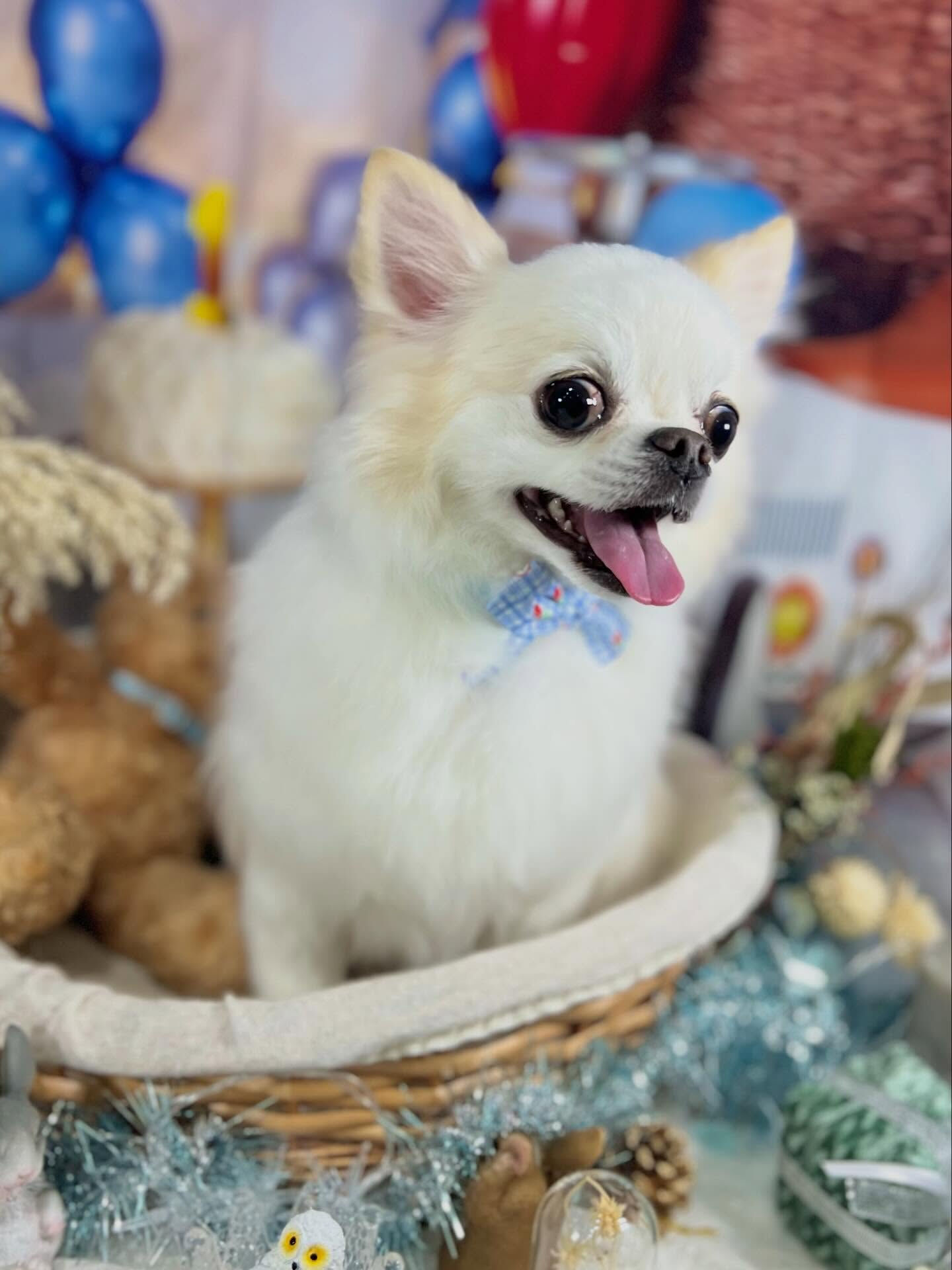 来店いただいたらてくんです🐶✨