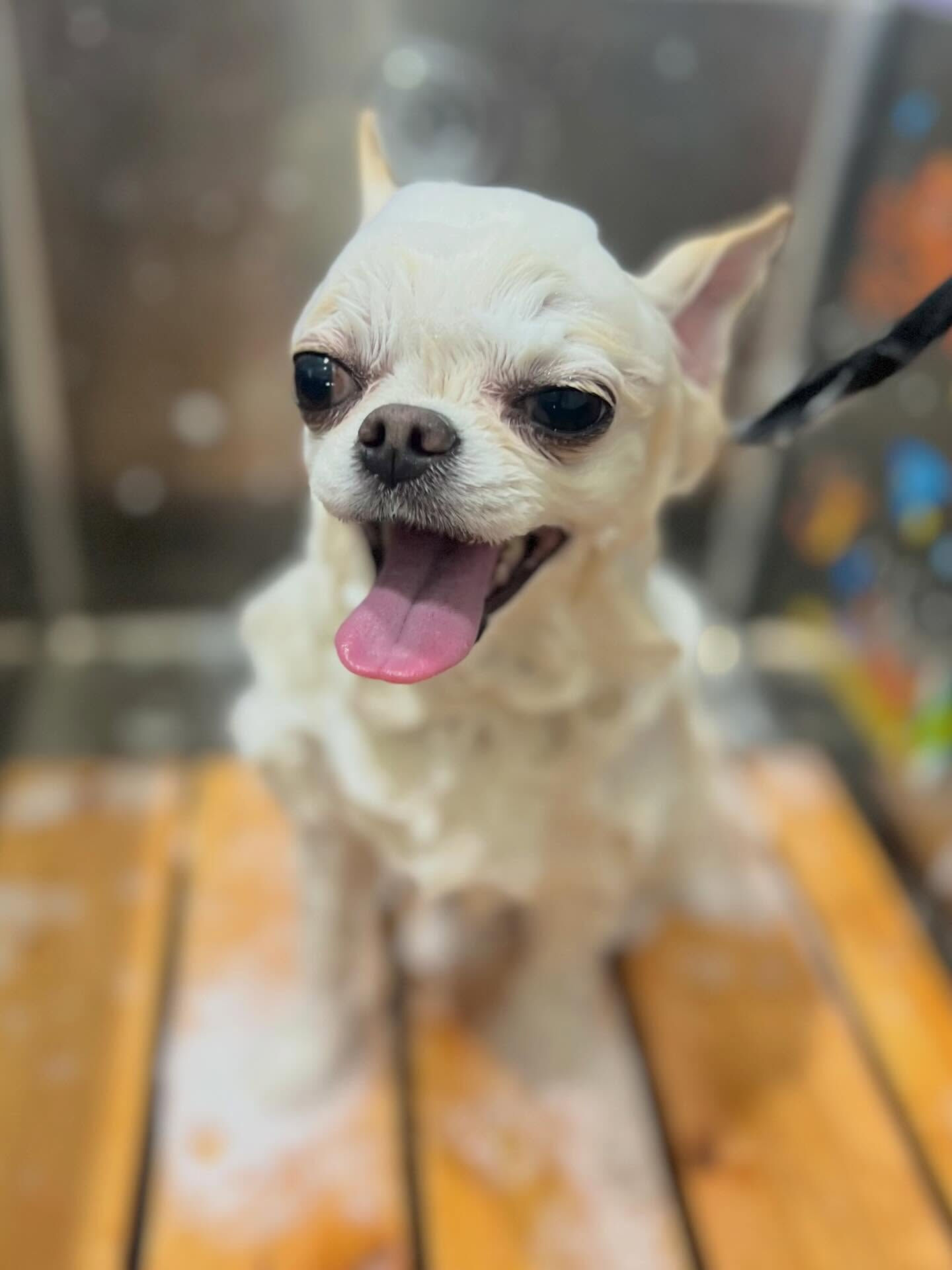 来店いただいたらてくんです🐶✨