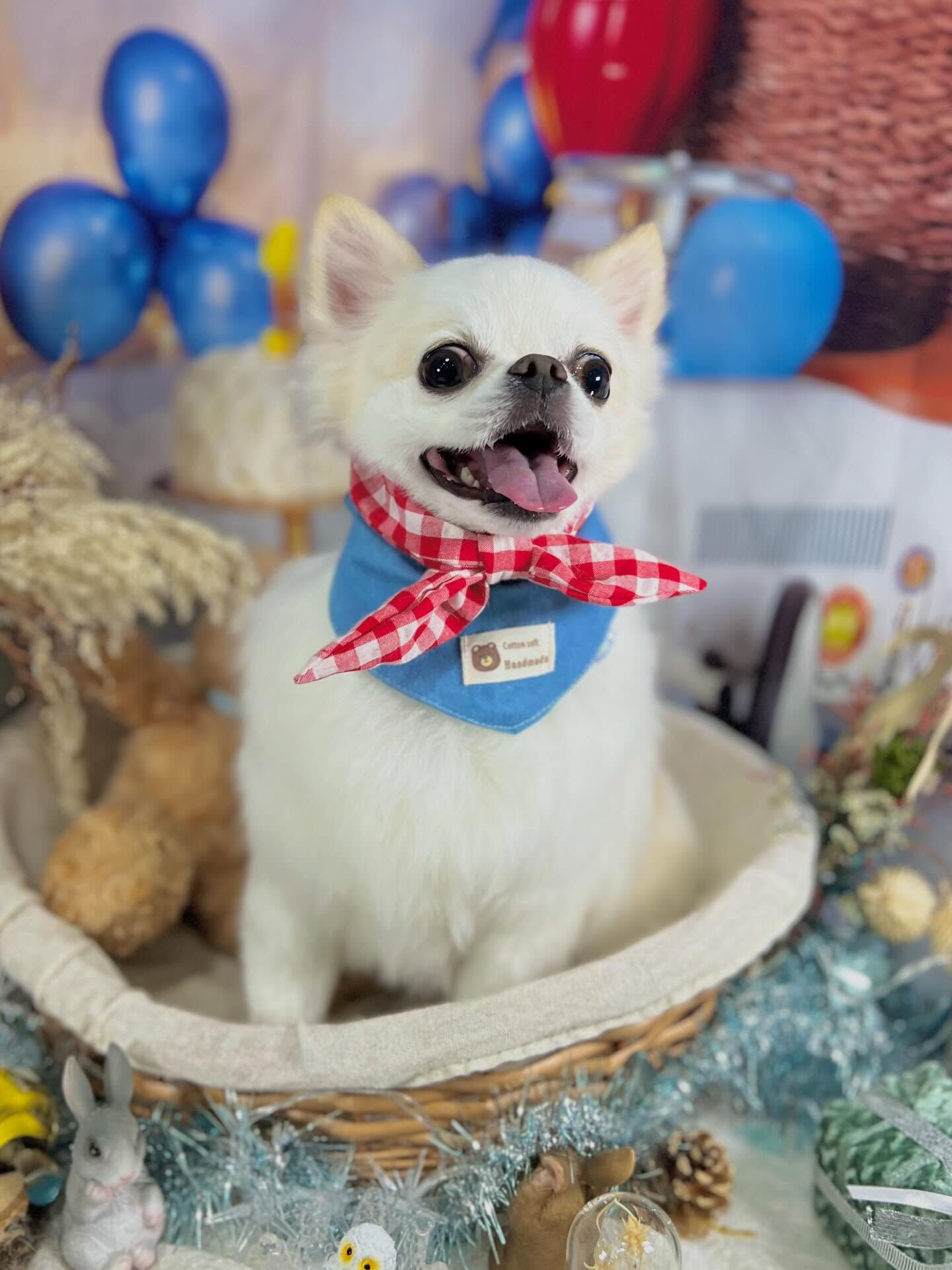 来店いただいたらてくんです🐶✨