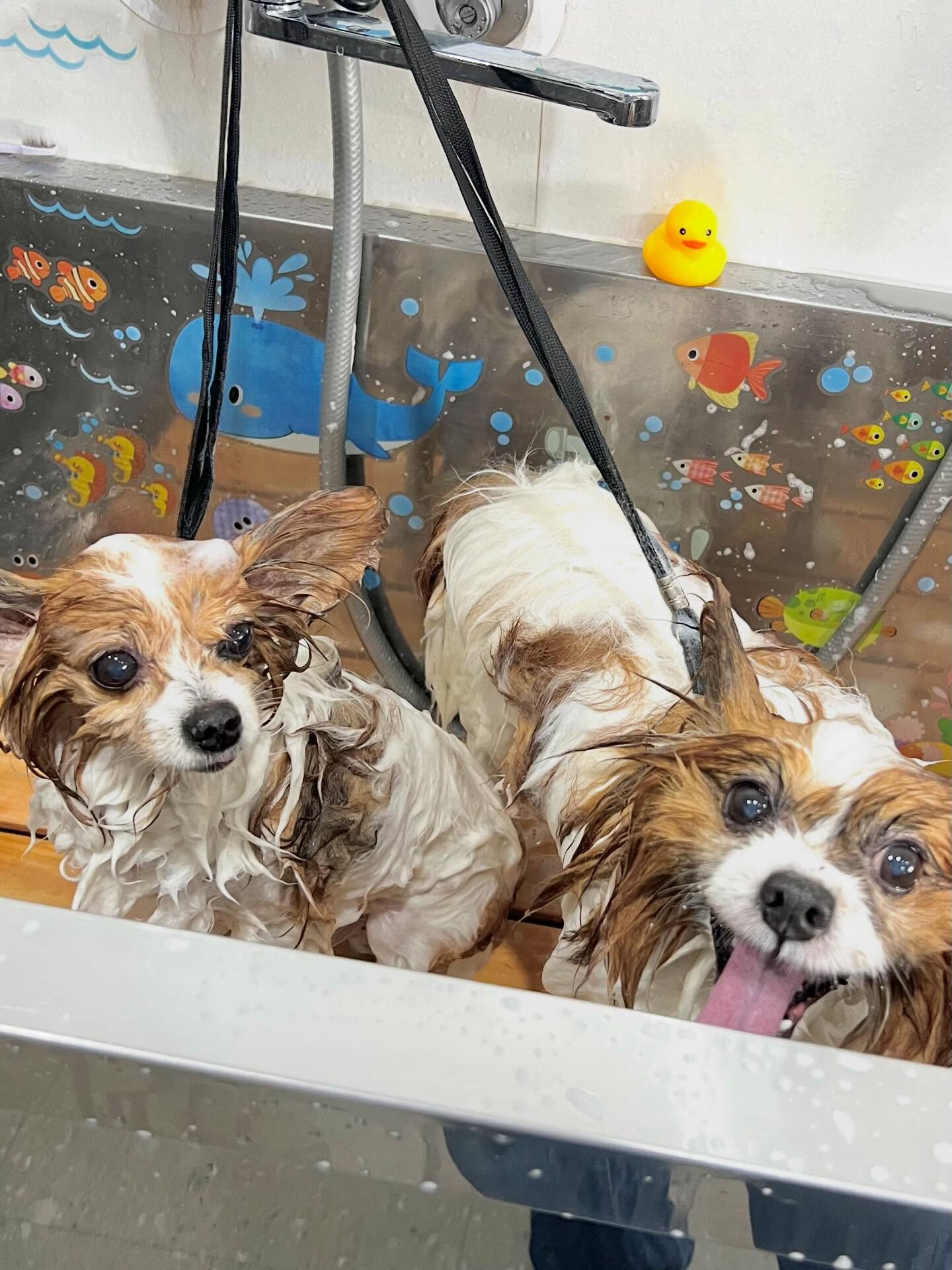 来店いただいたシャイくんです🐶✨