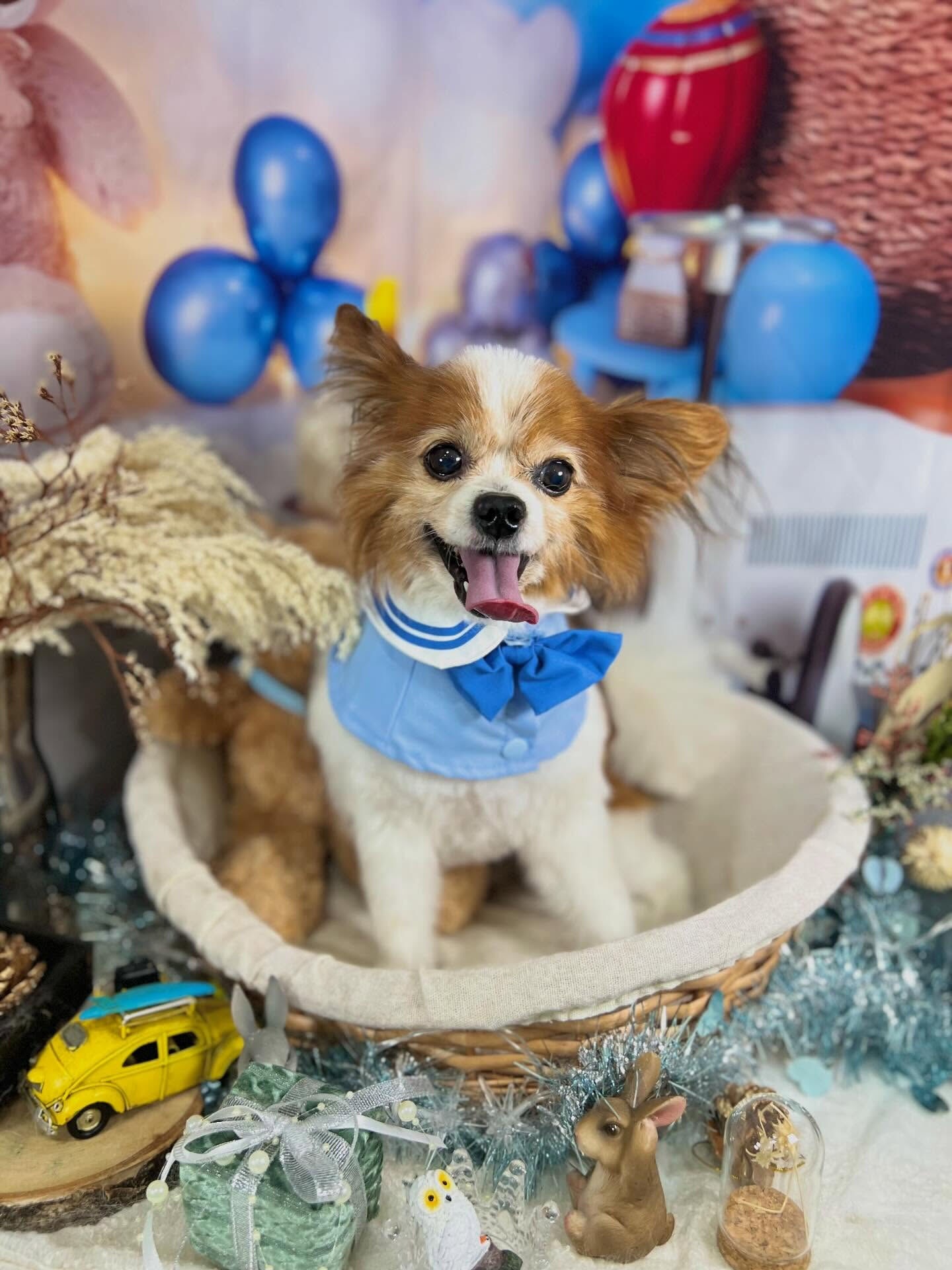 来店いただいたシャイくんです🐶✨