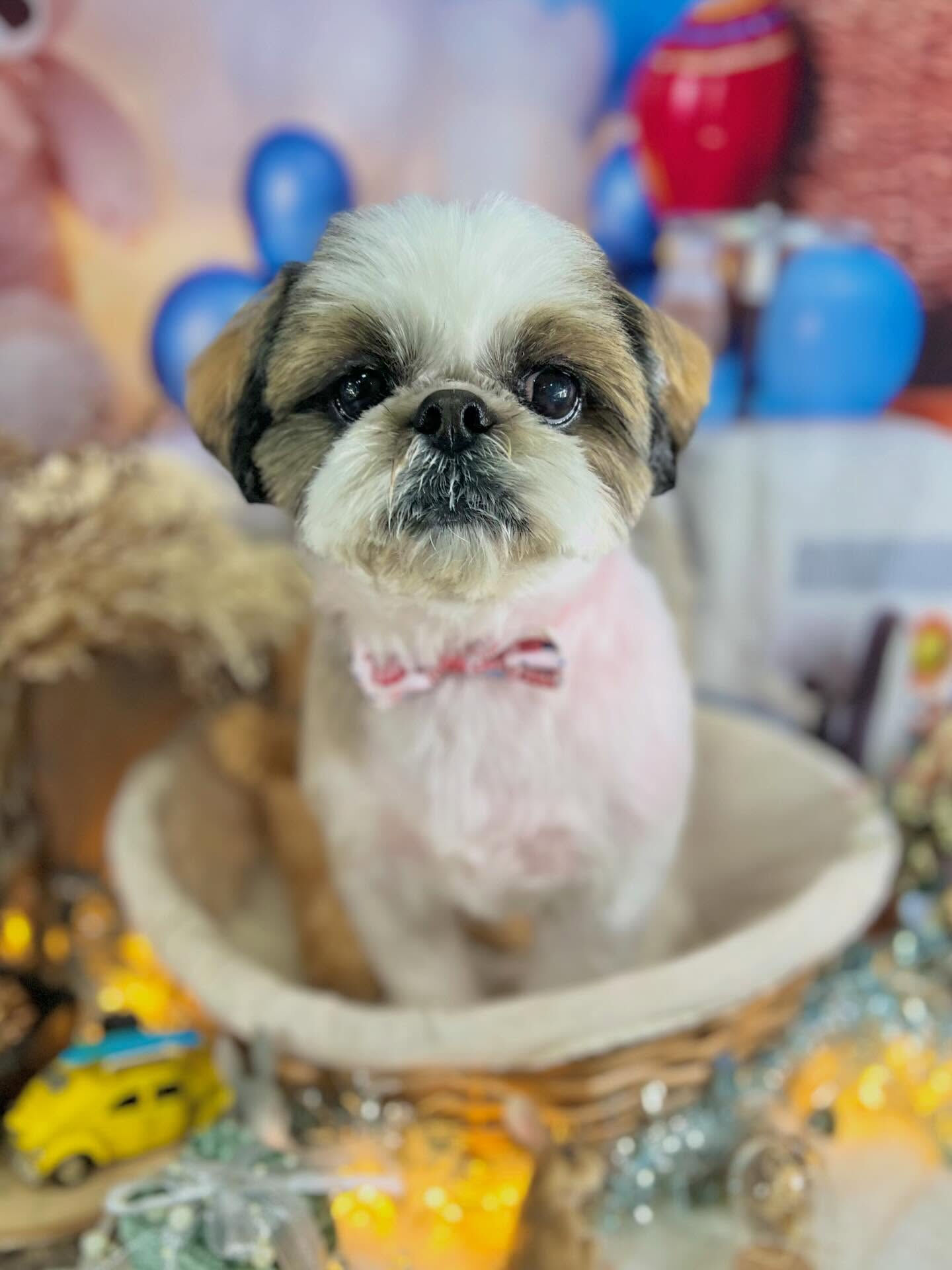 来店いただいたアーモンドくんです🐶✨